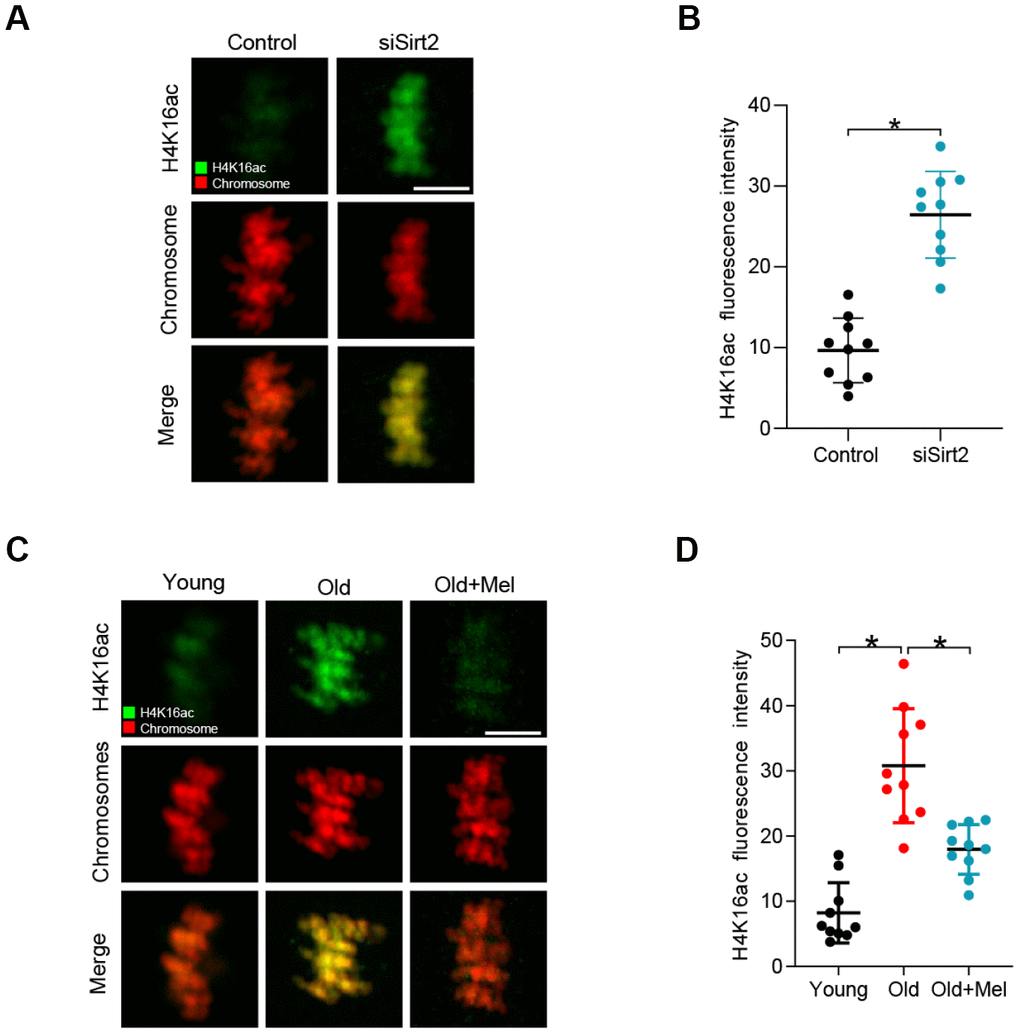 H4K16 hyperacetylation in old and SIRT2-depleted oocytes. (A) Control and SIRT2 knockdown (siSirt2) oocytes were immunolabeled with H4K16ac antibody (green) and counterstained with propidium iodide (red) for DNA. Representative confocal sections are shown. (B) Quantification of fluorescence intensity of acetylated H4K16 in control and siSirt2 oocytes. (n=10 for each group). (C) Young, old and old+Mel oocytes were immunolabeled with H4K16ac antibody (green) and counterstained with propidium iodide (red) for DNA. Representative confocal sections are shown. (D) Quantification of fluorescence intensity of acetylated H4K16 in young, old and old+Mel oocytes (n=10 for each group). Data are expressed as the mean ± SD from three independent experiments. *P