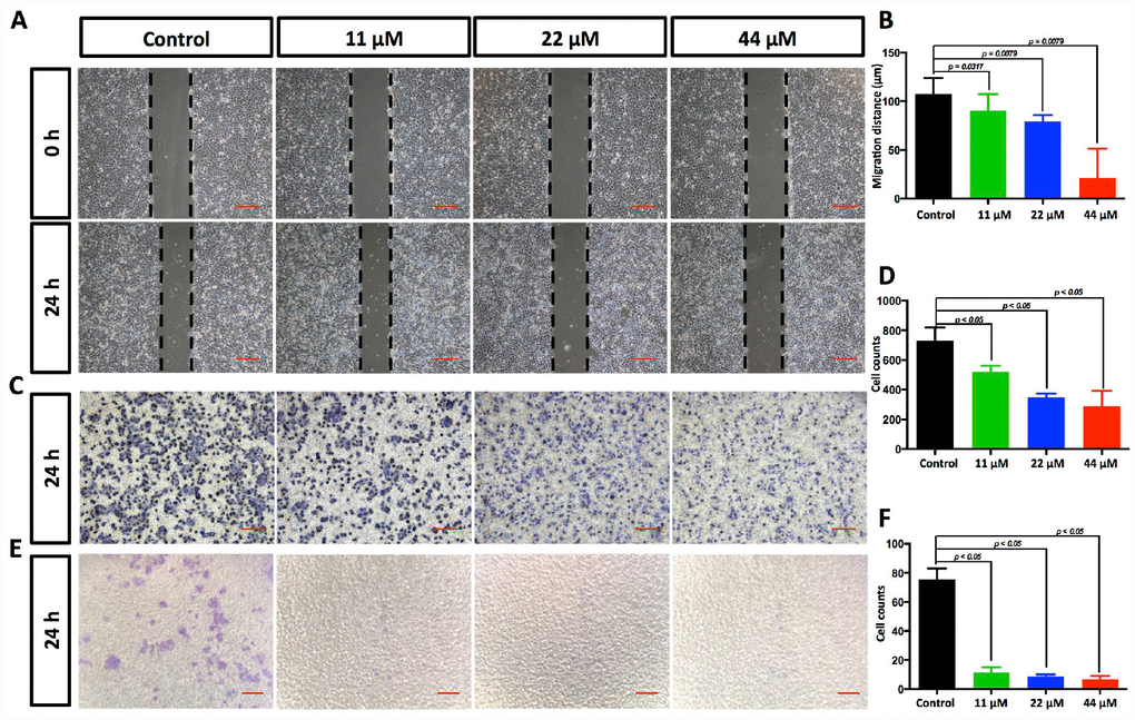 TPGS dose dependently restrained HCC cell migration and invasion. (A) Effects of TPGS treatments on HCC cell migration, scale bar = 100 μm (B) The migration distance of HCC cells was quantified by ImageJ software, and the 44 μM TPGS group had the shortest migration distance (23 μm). (C) The inhibition of HCC cell migration by TPGS was confirmed by Transwell assays, scale bar = 100 μm. (D) The migrated cells were counted after Crystal violet staining with the 44 μM TPGS group having the lowest number of migrated cells (approximately 298). (E) TPGS diminished cell invasion of HCC cells (Transwell assay using an 8 μm pore filter coated with 0.5 mg/mL Matrigel), scale bar = 100 μm. (F) The mean cell counts of invading cells, with the 44 μM TPGS group having the lowest number of invasion cells (approximately 6).