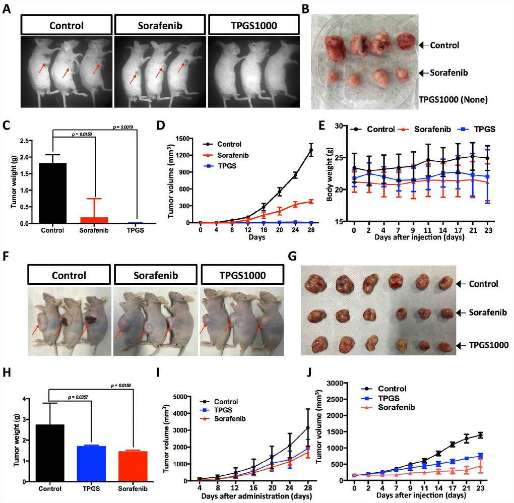 Effects of TPGS treatments and intravenous or oral administration on HCC cell-derived subcutaneous xenograft tumors in nude mice. (A) Tumor-bearing mice were divided into three groups: control, Sorafenib- and TPGS-treated groups. (B) Tumor masses from the control group (implantation with 1×107 untreated HCC cells) and from the Sorafenib group (implanted with 1×107 treated HCC cells). (C) Tumor weights in mice 32 days after injection. (D) Quantitative analyses of tumor progression of (A). The tumor size was determined by measuring the tumor volume every 4 days from day 4 to day 28 after injection. (E) Body weights for TPGS-injected animals did not change significantly compared to vehicle-treated controls. (F) Tumor-bearing mice were randomized to receive treatment with 30 mg/kg of Sorafenib or 300 mg/kg of TPGS or an equal volume of normal saline by oral gavage. (G) Tumor masses from three groups of (F). (H) Tumor weights in mice 32 days after drug administrations. Both the Sorafenib- and TPGS-treated groups demonstrated a significant decrease of tumor weights. (I) Quantitative analyses of tumor progression of (F). (J) Tumor growth curves. Nude mice were administered treatments 2 times via intravenous injection in the tail over an interval of 7 days. The tumor volume was monitored at predetermined time points.