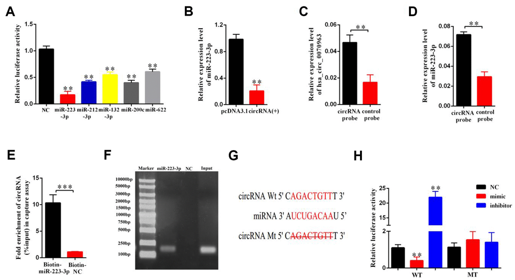 miR-223-3p is a direct target of hsa