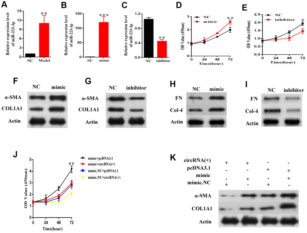 MiR-223-3p is involved in the effects of hsa