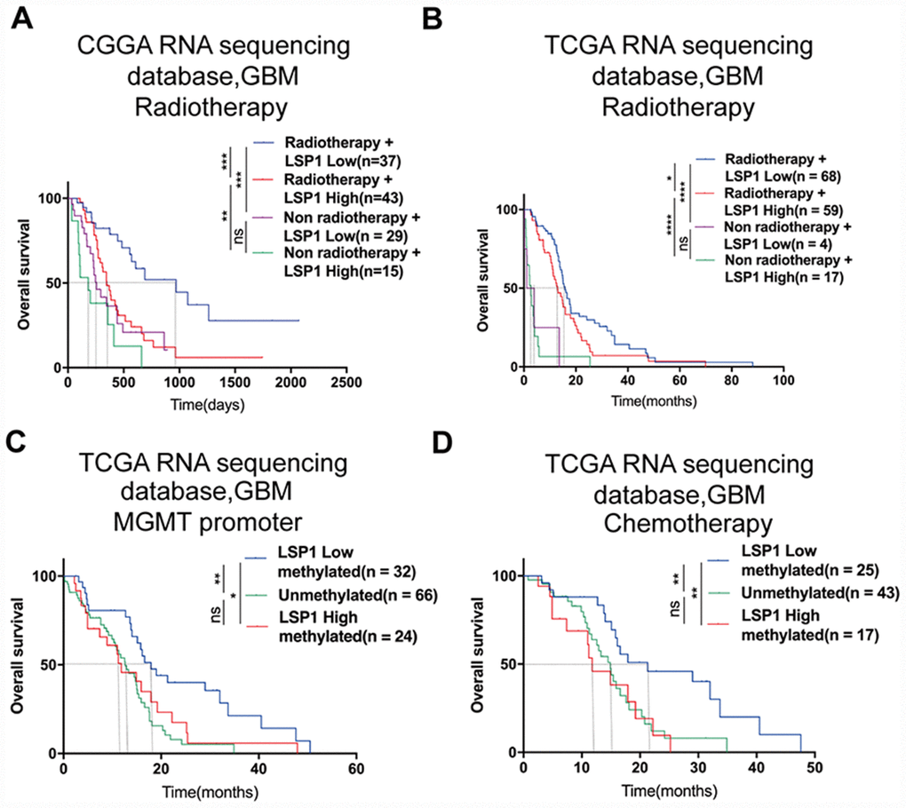 LSP1 exhibited the potential as a molecule for predicting radiotherapeutic and chemotherapeutic response in GBM. (A and B) Kaplan-Meier curves describing the association between LSP1 expression and the survival of GBM patients treated with or without radiotherapy (A, CGGA RNA sequencing dataset; B, TCGA RNA sequencing dataset; with log-rank test). (C) Kaplan-Meier curve describing the correlation between LSP1 expression and the survival of GBM patients with different MGMT promoter status in TCGA RNA sequencing dataset (with log-rank test). (D) Kaplan-Meier curve describing the correlation between LSP1 expression and the survival of GBM patients receiving chemotherapy in TCGA RNA sequencing dataset (with log-rank test). ns, *, **, *** and **** indicate no significance, P P P P 6-methylguanine-DNA methyltransferase.