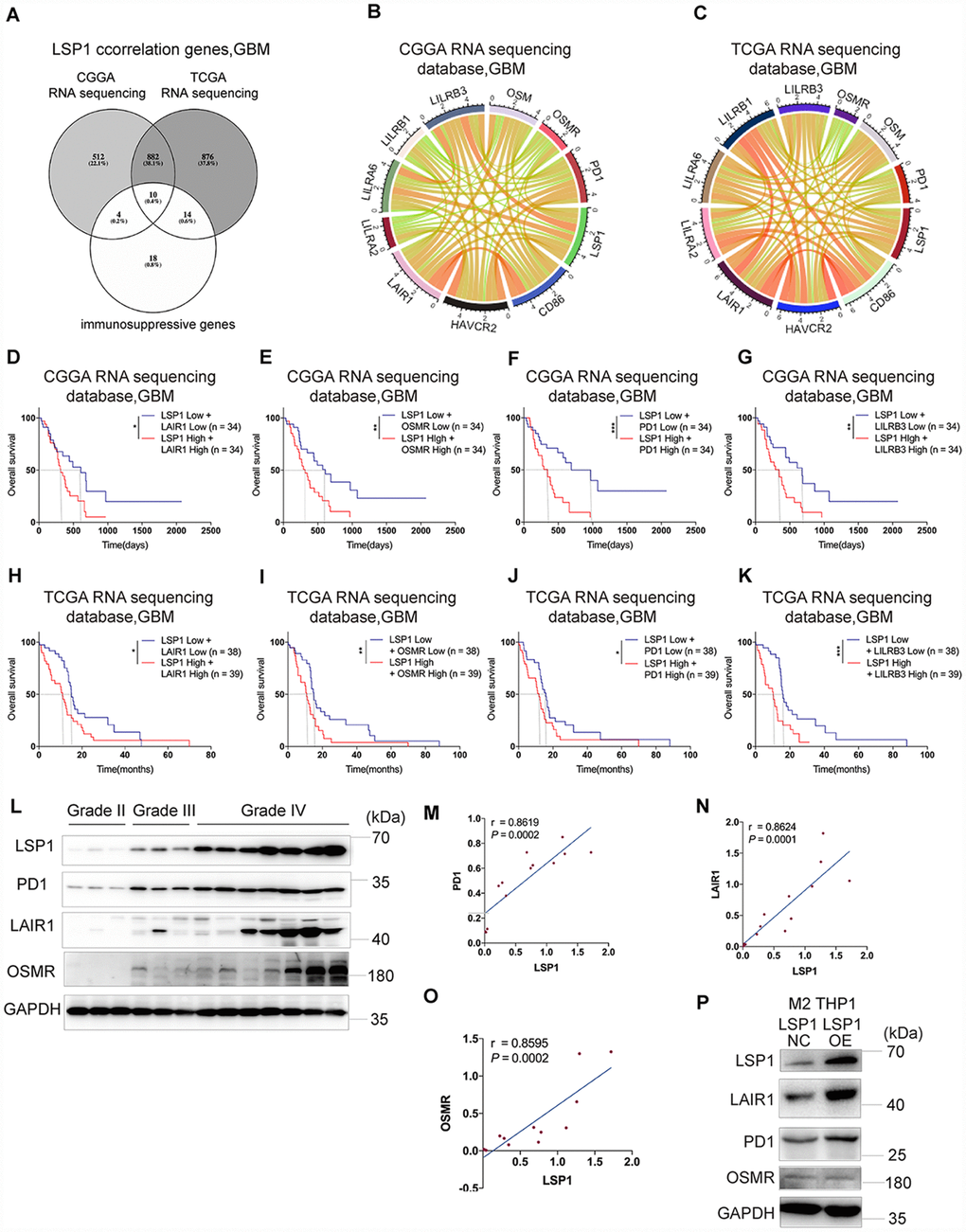 The expression of immunosuppressive genes is a major feature in GBM with high LSP1 expression. (A) A venn diagram showing the 10 overlapping immunosuppressive genes positively correlated with high LSP1 expression in CGGA and TCGA RNA sequencing datasets, and immunosuppressive gene sets. (P t test). (B and C) Correlation analyses of LSP1 and the above 10 immunosuppressive genes in GBM (B, CGGA RNA sequencing dataset, n = 138; C, TCGA RNA sequencing dataset, n = 155; with Pearson correlation analysis). (D–K) Kaplan-Meier curves describing combined prognostic value of LSP1 and LAIR1, OSMR, PD1, LILRB3 expression in GBM (D–G, CGGA RNA sequencing dataset; H–K, TCGA RNA sequencing dataset; with log-rank test). (L) Representative western blot images of LSP1, PD1, LAIR1 and OSMR in clinical tissues (Grade II n = 3; Grade III n = 3; Grade IV n = 7). (M–O) The correlation analysis of LSP1 with PD1 (M), LAIR1 (N) or OSMR (O) in clinical tissues with western blot (PD1: r = 0.8619, P = 0.0002; LAIR1: r = 0.8624, P = 0.0001; OSMR: r = 0.8595, P = 0.0002; with Pearson correlation analysis). (P) Representative western blot images showing LSP1 overexpression significantly increased PD1 and LAIR1 expression in M2 macrophages induced from THP-1 cells. *, ***, and **** indicate P P P P P P 