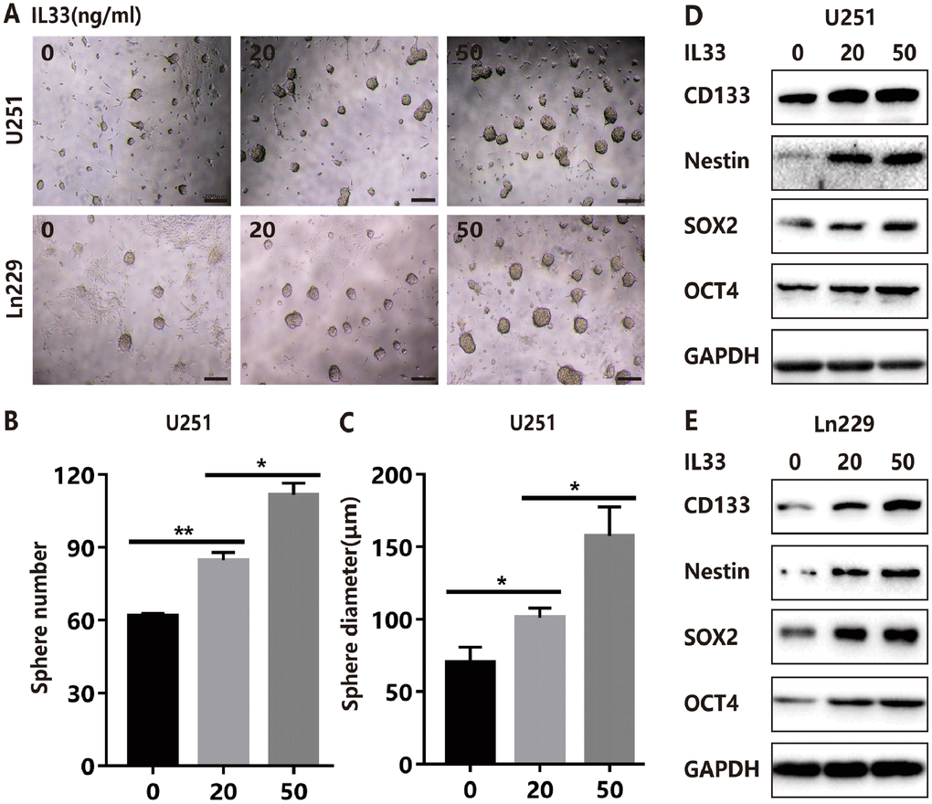 IL-33 promotes glioma stemness. (A) Effects of IL-33 on glioma cells stemness. Glioma cell lines U251 and Ln229 were subject to sphere formation assay for 7 days. IL-33 was added in different concentrations. Representative images of spheres of glioma cells are shown. Scale bar, 200 μm. (B and C) The mean numbers and diameters of spheres were counted and analyzed. Each column represents three independent experiments; Results are expressed as the mean±SD; n=3; *, P D and E) The levels of core stem cell genes including CD133, Nestin, Sox2 and Oct4 were detected by Western blot.