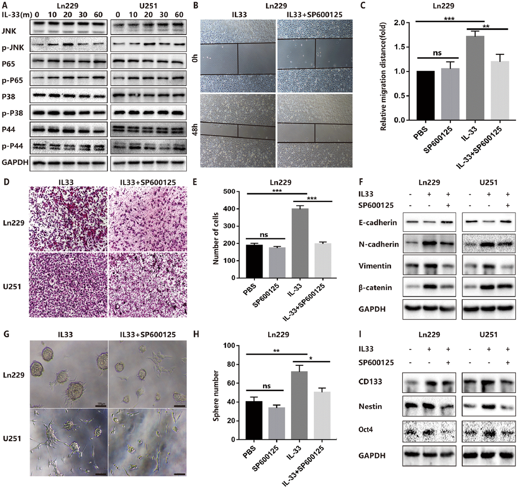 IL-33 promotes glioma EMT and stemness via JNK activation. (A) Effects of IL-33 on NF-κB and MAPK family signal in glioma cells. The cells were treated with IL-33 (20 ng/mL) in different periods of time. The expression of phosphorylated and total proteins was detected by Western blot. (B) Effects of the JNK inhibitor SP600125 on IL-33 induced migration by Wound healing assay. The cells were treated with IL-33 (20 ng/mL) and/or SP600125 (10 μg/mL) for 48 hours. (C) The tumor cells moving distance was detected. Experimental group (IL-33, SP600125 and IL-33+SP600125)/Control group were calculated for statistical analysis. Results are expressed as the mean ± SD; n=3; **, P D) Transwell assay indicated the effects of SP600125 on IL-33 induced invasion. (E) The cells moved through the chambers from four groups (PBS, SP600125, IL-33 and IL-33+SP600125) were counted and analyzed. Results are expressed as the mean ± SD; n=3; ***, P F) Effects of the JNK inhibitor SP600125 on EMT related proteins in glioma cells. N-cadherin, E-cadherin, Vimentin and β-catenin proteins were detected by Western blotting. (G) Effects of JNK inhibitor on glioma cells stemness. Glioma cell lines were subject to sphere formation assay. Representative images of spheres of glioma cells are shown. Scale bar, 100 μm. (H) Sphere number from four groups were counted and analyzed. Results are expressed as the mean ± SD; n=3; *, P I) The expression of CD133, Nestin and Oct4 were detected by Western blot.