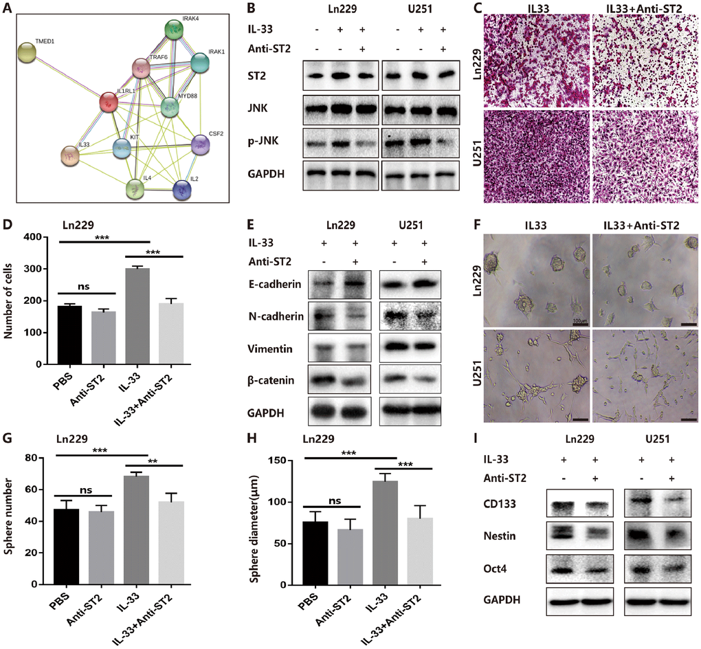 IL-33 interacts with ST2 to activate JNK-enhanced invasion, EMT and stemness. (A) IL-33 and ST2 interaction network from string. (B) Effects of IL-33 on ST2 expression and anti-ST2 blocked the IL-33-induced JNK activation by western blot. (C) Effects of anti-ST2 on the role of IL-33-induced glioma invasion. Glioma cell lines were subject for transwell assay. (D) IL-33 (20ng/mL) and/or anti-ST2 antibody (1 ug/mL) were added in the cell culture. Results are expressed as the mean ± SD; n=3; ***, P E) Effects of anti-ST2 on the role of IL-33-stimulated EMT related protein expression. Glioma cells were cultured with IL-33 (20 ng/mL) and/or anti-ST2 antibody (1 ug/mL) for 48 hours. The expression of N-cadherin, E-cadherin, Vimentin and β-catenin were quantified by western blot. (F) Effects of anti-ST2 on the role of IL-33-induced glioma stemness. Anti-ST2 blocked the IL-33-induced sphere formation. Representative images of spheres of glioma cells are shown. Scale bar, 100 μm. (G–H), The mean numbers and diameters of spheres were counted and analyzed. Results are expressed as the mean ± SD; n=3; **, P I) The levels of stemness related genes including CD133, Nestin and Oct4 were detected by Western blot. Results are shown as mean of the data from at least three independent experiments.