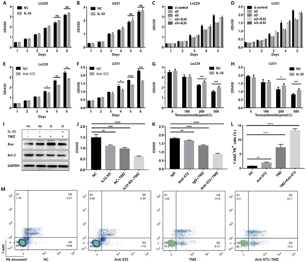 IL-33 prevents TMZ-induced apoptosis and blocked IL-33/ST2 increases tumor apoptosis. (A and B) Effects of IL-33 on proliferation of glioma. Glioma cell lines were cultured with or without IL-33 (20 ng/mL) for 6 days. The cell viability was determined by CCK-8 assay. (C and D) Effects of si-IL-33 on glioma cells proliferation. Si-IL-33 and control si-RNA expressing glioma cells were cultured with or without IL-33 (20 ng/mL) for 5 days. The cell viability was determined by CCK-8. (E and F) Effects of anti-ST2 on glioma cells proliferation. Glioma cell lines Ln229 and U251 were treated with anti-ST2 antibody (1 ug/mL) or IgG control for 6 days. The cell viability was determined by CCK-8. (G and H) Effects of IL-33 on glioma chemotherapy. Glioma cell lines Ln229 and U251 were cultured with or without IL-33 (20 ng/mL) for 24 hours and were subsequently exposed to TMZ for 48 hours. The cell viability was determined by CCK-8 assay. (I–K) IL33 was knocked down by si-IL-33 and si-control, the si and control groups were treated with IL-33 (20 ng/mL) or/and TMZ (200uM). The expression of Bax, Bcl-2 were detected by western blot (I) and the cell viability was determined by CCK-8 (J and K). (L–M) We performed the Annexin V/PI staining to measure apoptosis. Glioma cells were treated with PBS, anti-ST2, TMZ and anti-ST2+TMZ. Percent of 7-AAD-PE+ cells were counted for analysis. All results are expressed as the mean ± SD from at least three independent experiments; n=4; *, P 