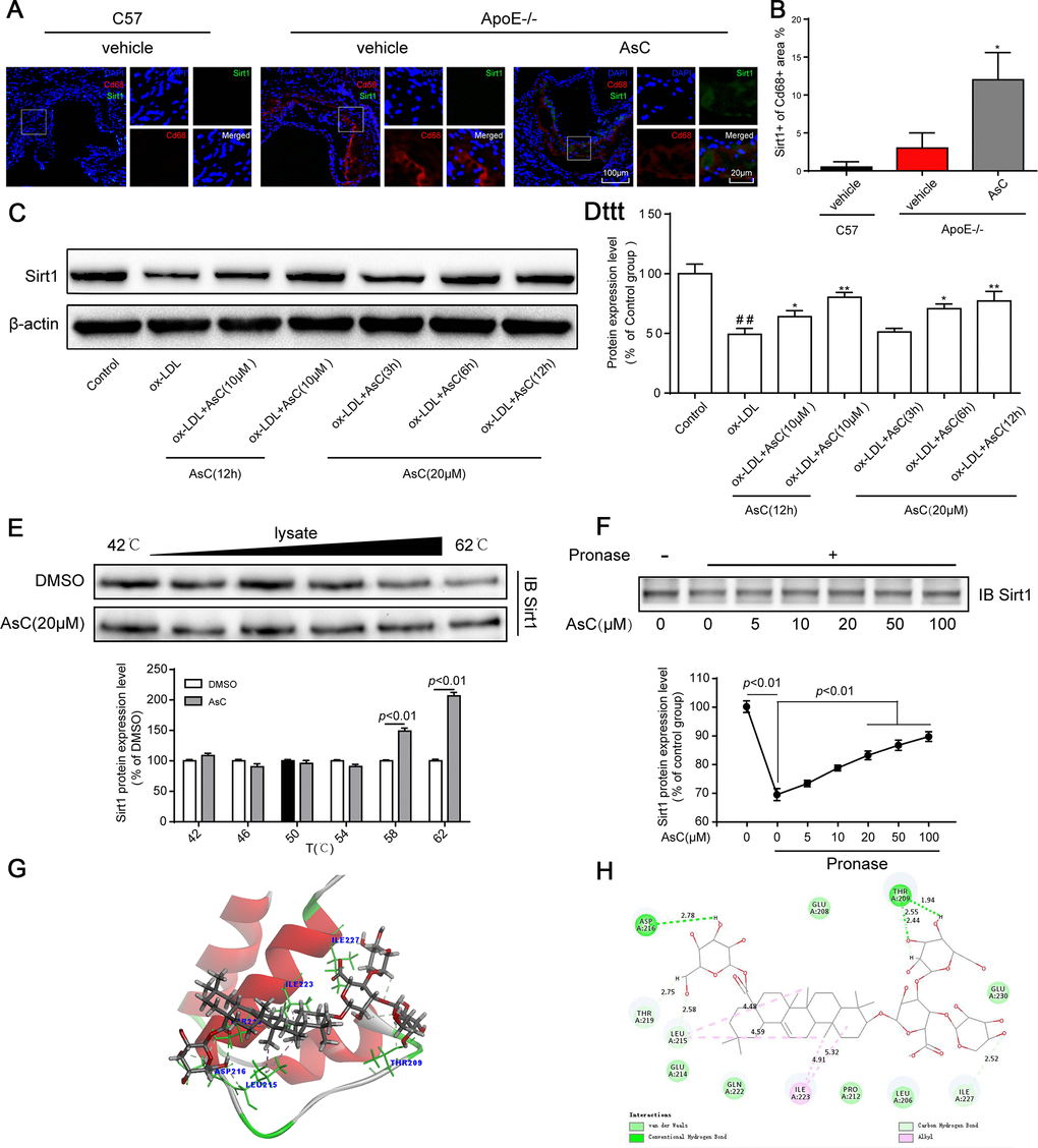 AsC promoted Sirt1 expression in macrophages. All mice were fed a HFD in the presence or absence of AsC (20 mg·kg-1·day-1, i.g.) for 4 weeks. In the in vitro assay, RAW264.7 cells were pretreated with AsC (20 μM) for 12 h, and then exposed to ox-LDL for another 24 h. (A) Aortic roots from ApoE−/− mice were stained for the macrophage marker Cd68 and coprobed with antibodies against Sirt1. (B) Quantification of Sirt1 expression in aortic root lesions. (C) Representative photographs of Sirt1 expression, as evaluated by western blot analysis. (D) Statistical results of the Sirt1 expression level compared with that in the control group. (E) Cellular thermal shift assay (CETSA) using macrophage lysates, which were exposed to AsC (20 μM). (F) AsC promoted the resistance of its target protein Sirt1 to proteases (DARTS). (G) Three-dimensional modeling of the binding of AsC to the binding domain of Sirt1. (H) Two-dimensional ligand interaction diagram of AsC and SIRT1. The data are presented as the means ± SDs (n = 5). ##P vs. the control group; *P **P vs. the model group.