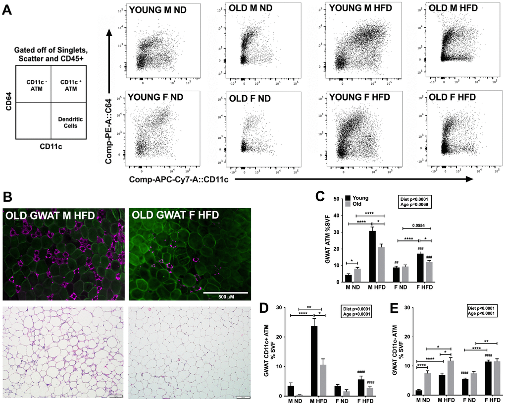Aging and obesity promote pro-inflammatory ATMs in young and old male mice GWAT. (A) Representative flow cytometry gating strategy for CD64+CD11c+ ATMs in GWAT SVF derived from ND and HFD fed young and old mice. (B) top row- Immunofluorescence images of old male obese GWAT and old female obese GWAT depicting MAC-2 labeling of CLS (magenta) and CAV-1 labeling of adipocytes (green). Scale bar = 500 μm. (B) bottom row- H&E staining of GWAT sections depicting CLS in old obese male and females. Scale bar = 500 μm. Quantitation as a % of SVF of (C) GWAT ATMs (D) GWAT CD11c+ ATMs (E) GWAT CD11c- ATMs. N=7-12/group. Two-way ANOVA with Bonferroni-Dunn’s post-test was performed for (C, E). Statistics from diet and sex interaction are in box. Statistical significance is indicated by *p#p##p###p####p