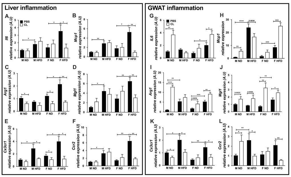 ADRB3 stimulation promotes inflammatory cytokine and chemokine expression in old and obese female GWAT. Expression of liver inflammation genes - (A) Il6 (B) Mcp1 (C) Arg1 (D) Mgl1 (E) Cx3cr1 (F) Ccr2. Expression of GWAT inflammation genes - (G) Il6 (H) Mcp1 (I) Arg1 (J) Mgl1 (K) Cx3cr1 (L) Ccr2 in lean and obese male and female GWAT with and without ADRB3 stimulation. A.U., arbitrary units normalized to Gapdh, N=5-8. One-way ANOVA with Student’s t-test was performed for (A–L). Statistical significance is indicated by *p