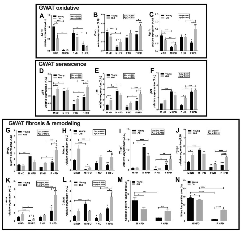 Oxidative metabolism and ECM remodeling is highly active in older obese female mice. Relative expression of GWAT oxidative genes - (A) Adrb3 (B) Pparγ (C) Pgc1α. Expression of GWAT senescence genes (D) p53 (E) p16 (F) p21. Expression of GWAT fibrosis and ECM remodeling genes - (G) Mmp2 (H) Mmp9 (I) Timp1 (J) Tgfβ1 (K) α-sma (L) Col1a1 in young and old obese male and female GWAT. A.U., arbitrary units normalized to Gapdh. N=5-8. (M) Collagen content in GWAT of young and old obese male and female mice, N=5. (N) Picrosirius red staining of young and old, male and female HFD GWAT positive area as a percentage. N=5. Two-way ANOVA with Bonferroni-Dunn’s post-test was performed for (A–L). Statistics from diet and sex interaction are in box. Statistical significance is indicated by *p#p##p###p####pM–N). Statistical significance is indicated by *p