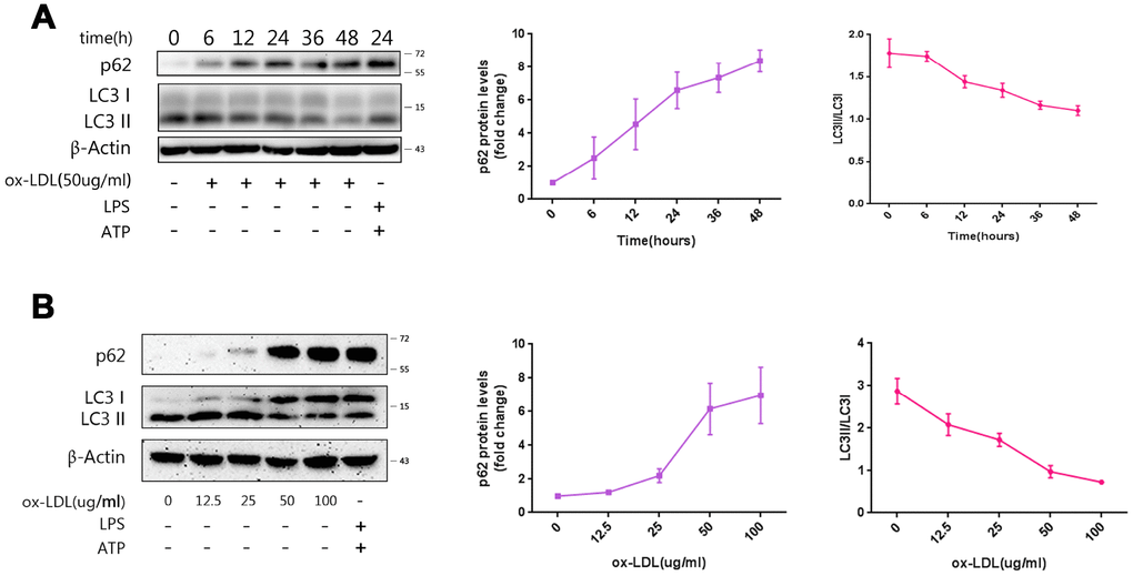 Ox-LDLs inhibit autophagy in a time- and dose-dependent manner. (A) The immunoblot analysis of lysates of Mφ treated with ox-LDLs (50 ug/ml) for a series of time intervals. (B) The immunoblot analysis of lysates of Mφ treated with various doses of ox-LDLs for 24 hours. (A and B) The densitometric analysis of the p62 signal and LC3II/LC3I ratio vs. time (A) and ox-LDL concentrations (B), which was normalized to β-actin. The data are presented as mean ± SD (n=3).