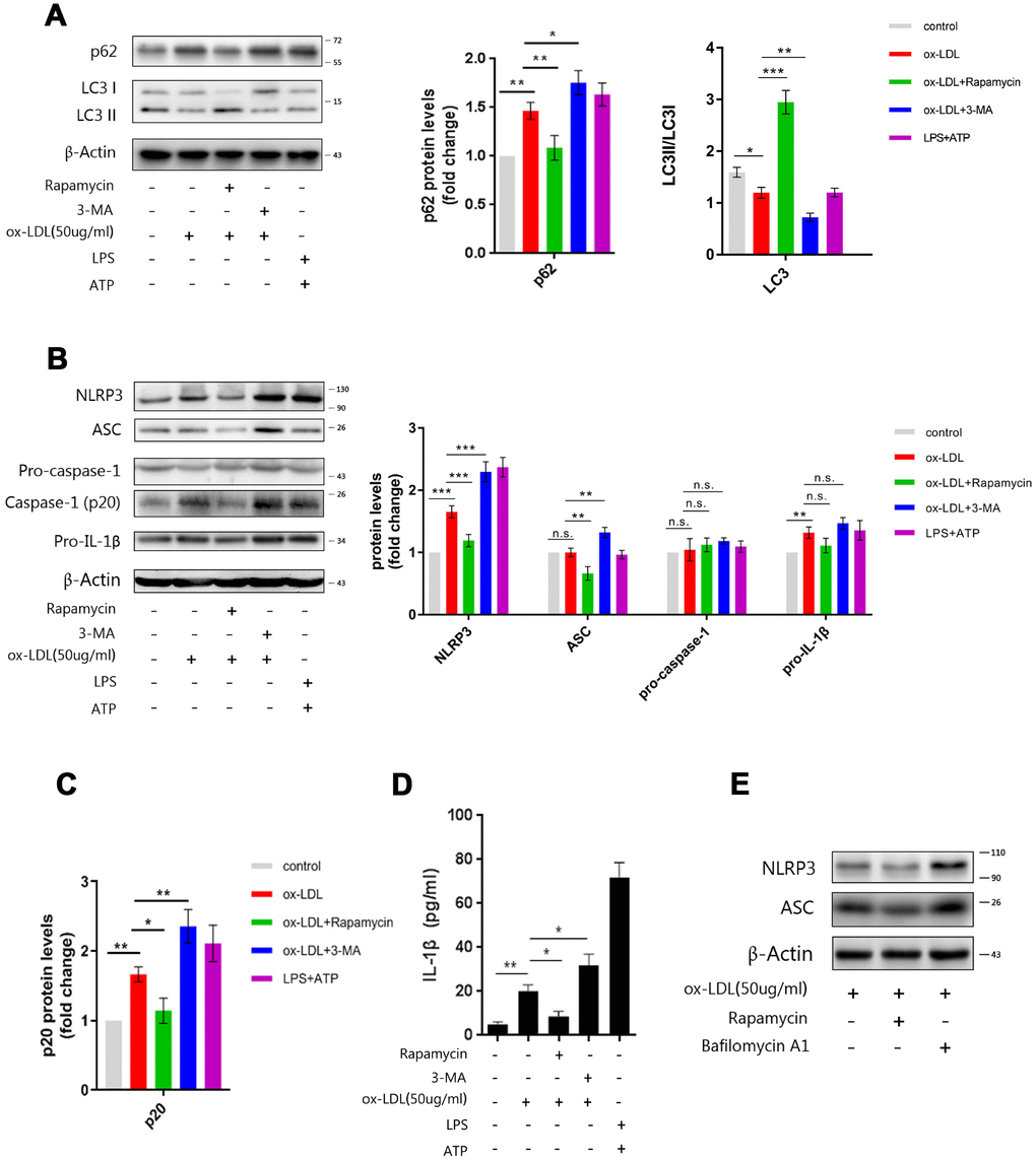 Manipulating the autophagy affects NLRP3 inflammasomes. (A) The immunoblot analysis of lysates of Mφ, which were left untreated or treated with rapamycin or 3-MA, and subsequently stimulated with ox-LDLs (50 ug/ml), or LPS and ATP for 24 hours. (B) The immunoblot analysis of lysates of Mφ, which were left untreated or treated with rapamycin or 3-MA, and subsequently stimulated with ox-LDLs (50 ug/ml), or LPS and ATP for 24 hours. (A–C) The densitometric analysis of the p62 signal and LC3II/LC3I ratio (A), the NLRP3, ASC, pro-caspase-1 and pro-IL-1β signal (B), and the p20 signal (C), which were normalized to β-actin. (D) The ELISA of IL-1β in the supernatants obtained from (B). (E) The immunoblot analysis of lysates of Mφ, which were left untreated or treated with rapamycin or bafilomycin A1, and subsequently stimulated with ox-LDLs (50 ug/ml) for 24 hours. The data are presented as mean ± SD (n=3); * denotes the statistical significance by one-way ANOVA with post hoc Dunnett’s multiple comparisons test. *PPP
