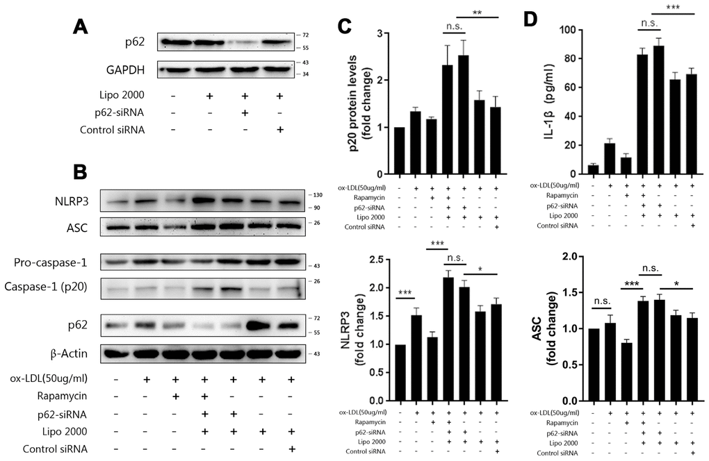 P62 mediates the autophagic regulation of NLRP3 inflammasomes. (A) The expression of p62 in the lysates of Mφ, which were left untransfected or transfected with vehicle, p62-siRNA, or control siRNA for 48 hours. (B) The immunoblot analysis of the lysates of Mφ, which were left untransfected or transfected with vehicle, p62-siRNA, or control siRNA for 24 hours, and subsequently treated with or without rapamycin, and stimulated with ox-LDLs (50 ug/ml) for another 24 hours. Rapamycin was administered to cells for one hour prior to ox-LDL stimulation. (B and C) The densitometric analysis of the NLRP3, ASC, (B) and p20 (C) signal, which were normalized to β-actin. (D) The ELISA of IL-1β in the supernatants obtained from (B). The data are presented as mean ± SD (n=3); * denotes the statistical significance by one-way ANOVA with post hoc Dunnett’s multiple comparisons test. *PPP