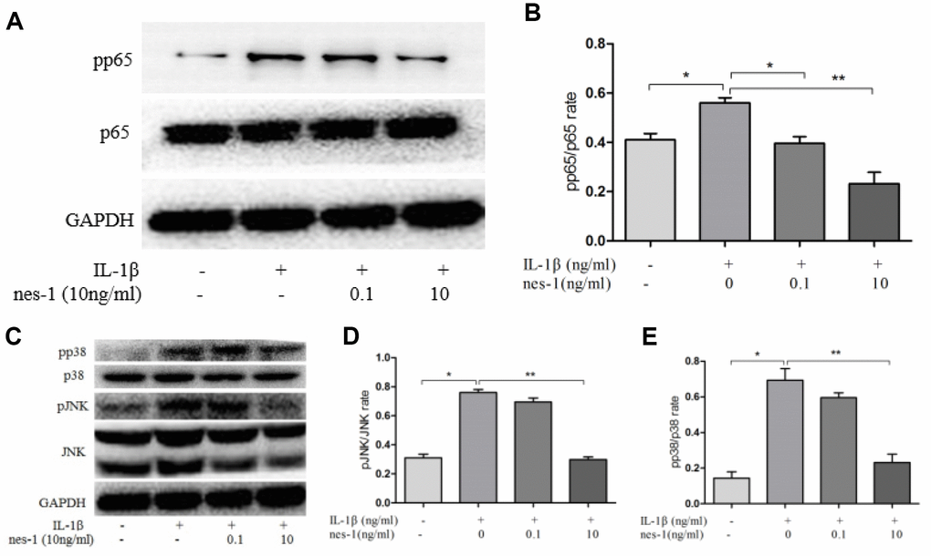Effect of nesfatin-1 on the IL-1β-induced NF-κB and MAPK activation in rat chondrocytes. (A, C). Chondrocytes were treated with different concentrations of nesfatin-1 for 6 h after IL-1β-induction. The protein levels of p38, phosphor-p38, JNK, phosphor-JNK, p65, and phosphor-p65 were evaluated via western blot analysis (B, D, and E). Quantitative analysis of western blot in rat chondrocytes. The values are expressed as mean ±SD (n=3) and were analyzed by one-way analysis of variance followed by Tukey's post hoc test.*p  0.05, **p  0.01 versus the IL-1β group.