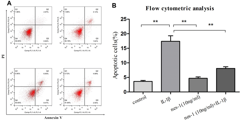 Apoptosis rate determination using flow cytometry of nesfatin-1- and IL-1β-treated cells. (A) Cells pre-treated with nesfatin-1 (10 ng/mL) for 2 hours, followed by IL-1β treatment for 24 hours, and analyzed by flow cytometry. (B) Flow cytometric analysis. IL-1β-stimulation alone significantly increased the percentage of apoptotic chondrocytes. Annexin V- and PI-positive cells were markedly decreased among nesfatin-1 pre-treated cells. Data represent the mean ± SD (n=3) and were analyzed by one-way analysis of variance followed by Tukey's post hoc test. ** p 