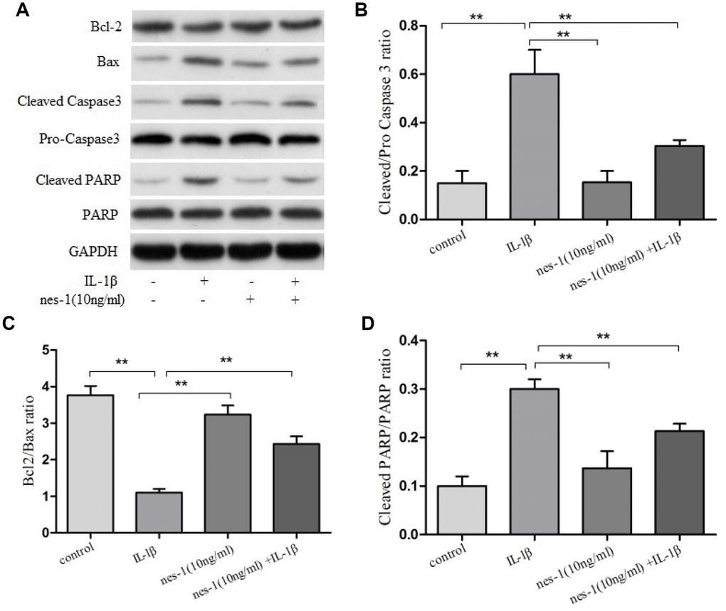 Effect of nesfatin-1 on IL-1β-induced activation of apoptosis in rat chondrocytes. (A) Chondrocytes were treated with nesfatin-1 on IL-1β-induced chondrocytes for 6 h and the protein levels of Bcl-2, Bax, cleaved caspase-3, pro-caspase-3, cleaved PARP, and PARP were evaluated via western blot analysis. (B–D) Quantitative analysis of western blot in rat chondrocytes. Data represent the mean ± SD (n=3) and were analyzed by one-way analysis of variance followed by Tukey's post hoc test. ** p 