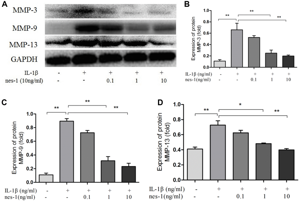 Nesfatin-1 suppressed the IL-1β-induced MMP-3, MMP-9, and MMP-13 expression in rat chondrocytes. Chondrocytes were treated with different concentrations of nesfatin-1 on IL-1β-induced chondrocytes for 24 h. The protein level of MMPs was evaluated via western blot analysis (A, B, C, and D). The values are expressed as mean ±SD (n=3) and were analyzed by one-way analysis of variance followed by Tukey's post hoc test. **p 