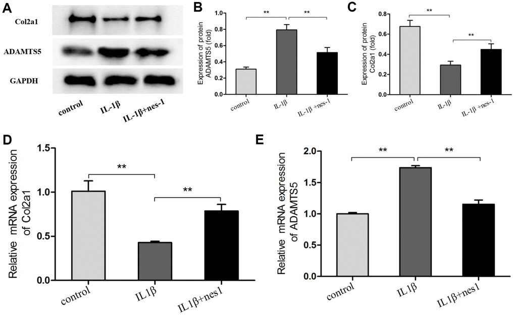 Nesfatin-1 suppressed the IL-1β-induced ADAMTS5 expression and reversed IL-1β-induced Col2a1 degradation in rat chondrocytes. Chondrocytes were treated with different concentrations of nesfatin-1 on IL-1β-induced chondrocytes for 24 h. The mRNA levels of ADAMTS5 and Col2a1 were evaluated via real-time PCR (D, E) and the protein levels of ADAMTS5 and Col2a1 were evaluated via western blot analysis (A, B, and C). The values are expressed as mean ±SD (n=3) and were analyzed by one-way analysis of variance followed by Tukey's post hoc test. **p 