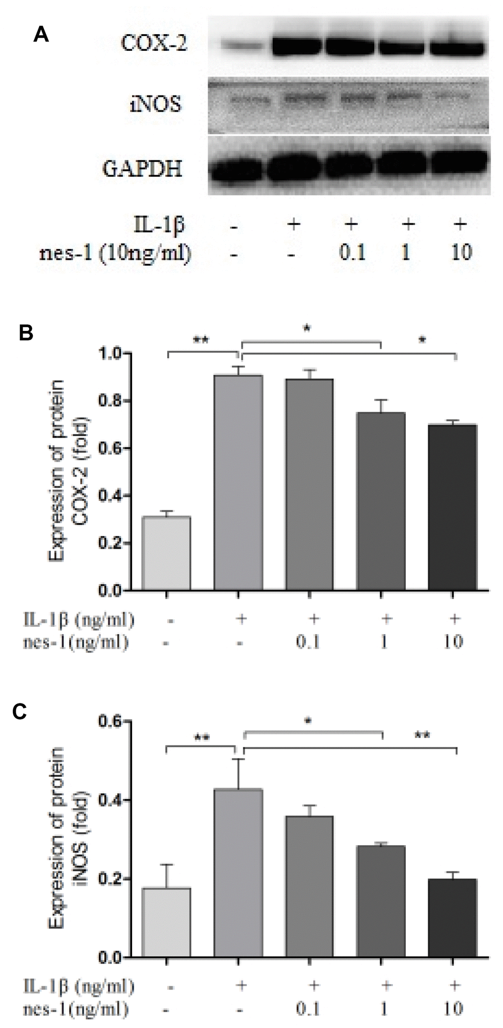 Nesfatin-1 suppressed the IL-1β-induced iNOS and COX-2 expression in rat chondrocytes. Chondrocytes were treated with different concentrations of nesfatin-1 on IL-1β-induced chondrocytes for 24 h. The protein levels of COX-2 and iNOS were evaluated via western blot analysis (A, B, and C). The values are expressed as mean ±SD (n=3) and were analyzed by one-way analysis of variance followed by Tukey's post hoc test. *p0.05, **p  0.01 versus the IL-1β group.