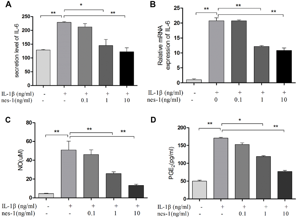 Nesfatin-1 suppressed the IL-1β-induced IL-6, NO, and PGE2 expression in rat chondrocytes and the supernatant. Chondrocytes were treated with different concentrations of nesfatin-1 on IL-1β-induced chondrocytes for 24 h. The secretion level of IL-6 in the supernatant was evaluated via ELISA (A) and the mRNA level of IL-6 was evaluated via real-time PCR (B). The NO level was evaluated via Griess reaction (C) and the PGE2 level was evaluated via ELISA (D). The values are expressed as mean ±SD (n=3) and were analyzed by one-way analysis of variance followed by Tukey's post hoc test. *p0.05, **p  0.01 versus the IL-1β group.