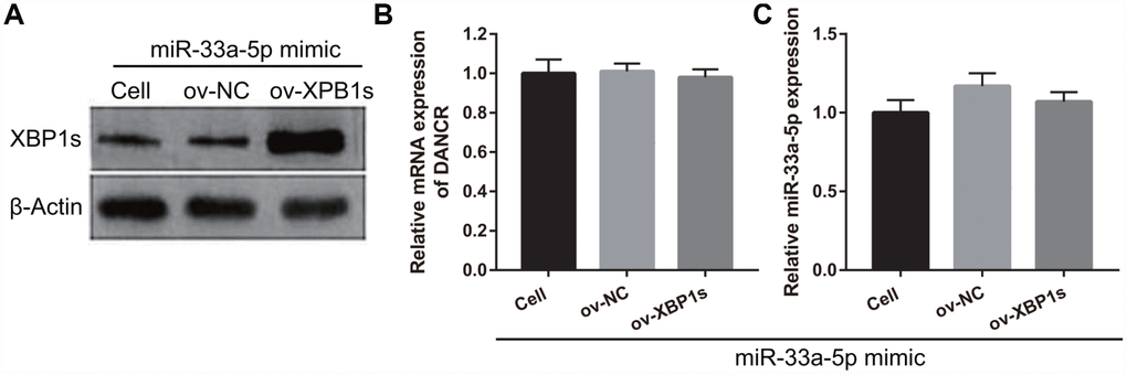 XBP1s-pcDNA3.1 transfection promoted XBP1s expression and had no effect on DANCRor miR-33a-5p expression in miR-33a-5p-overexpressing BMECs after OGD-treatment. (A–C) XBP1s expression (A) was measured using western blot and miR-33a-5p expression (B) and DANCR expression (C) were measured using qRT-PCR after co-transfection with XBP1s-pcDNA3.1 and miR-33a-5p mimic at 48 h, followed by OGD treatment for 4 h.