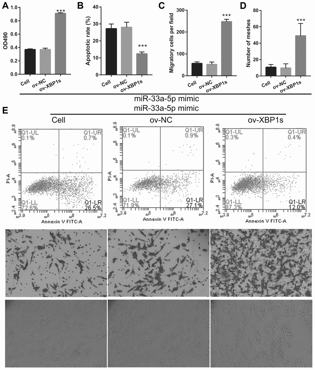 XBP1s overexpression reversed the effect of miR-33a-5p on the proliferation and angiogenesis in OGD-treated BMECs. (A) Proliferation was measured by MTS after co-transfection with miR-33a-5p mimic and XBP1s-pcDNA3.1 at 48 h, followed by OGD treatment for 4 h. (B–D) The bar represents the apoptotic rate (B), migratory cells (C), and number of meshes (D). (E) A representative image of apoptosis, migration (scale bar: 200×), and angiogenesis (scale bar: 200×), measured by flow cytometry, trans-well, and tube formation assay, respectively, after co-transfection with miR-33a-5p mimic and XBP1s-pcDNA3.1 at 48 h, followed by OGD treatment for 4 h. ***P