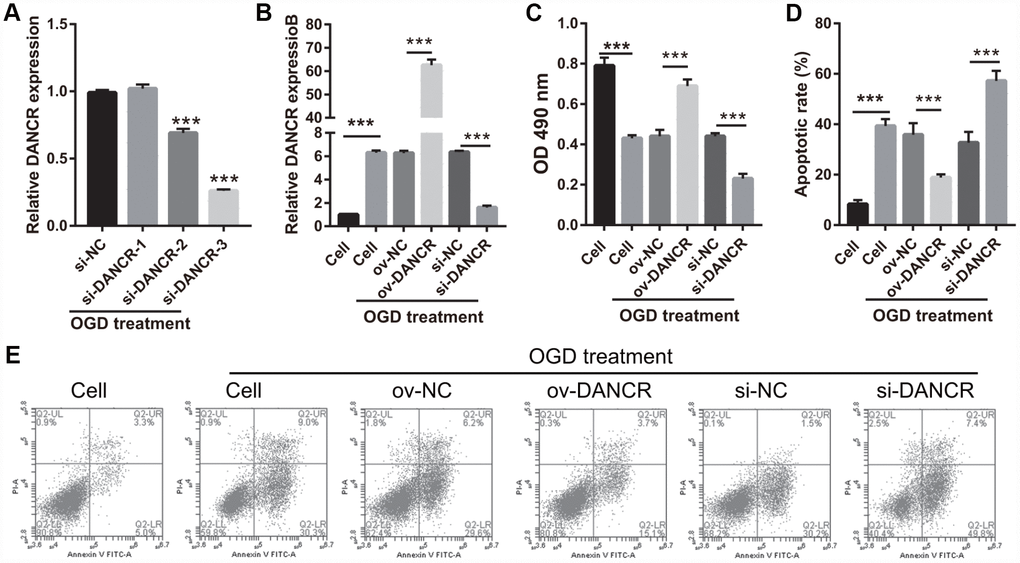 DANCR overexpression promoted proliferation in OGD-treated BMECs. (A) DANCR expression was measured using qRT-PCR after transfection with si-DANCR-1/2/3 at 48 h and then treated with OGD for 4 h. (B) DANCR expression was measured using qRT-PCR after transfection with DANCR-pcDNA3.1 or si-DANCR at 48 h and then treated with OGD for 4 h. (C) Proliferation was measured by MTS after transfection at 48 h, followed by OGD treatment for 4 h. (D) The bar represents the apoptotic rate. (E) Representative image of apoptosis as measured by flow cytometry after transfection at 48 h, followed by OGD treatment for 4 h. ***P