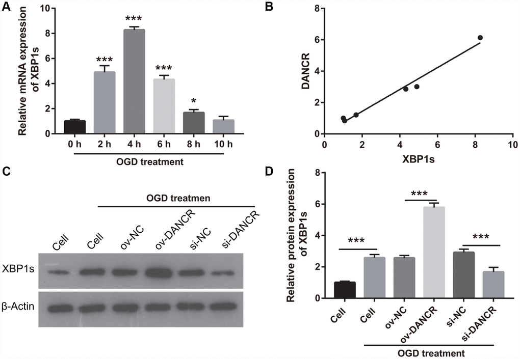 DANCR enhanced XBP1s expression in OGD treated BMECs. (A) XBP1s expression was measured using qRT-PCR after OGD treatment for 0, 2, 4, 6, 8, and 10 h. (B) DANCR expression was positively correlated with XBP1s expression. The relationship between DANCR expression and XBP1s expression was analyzed using Pearson’s analysis. (C) XBP1s expression were measured using western blot after transfection with DANCR-pcDNA3.1 and si-DANCR at 48 h and then treated with OGD for 4 h. (D) The bar represents the protein expression of XBP1s. *P
