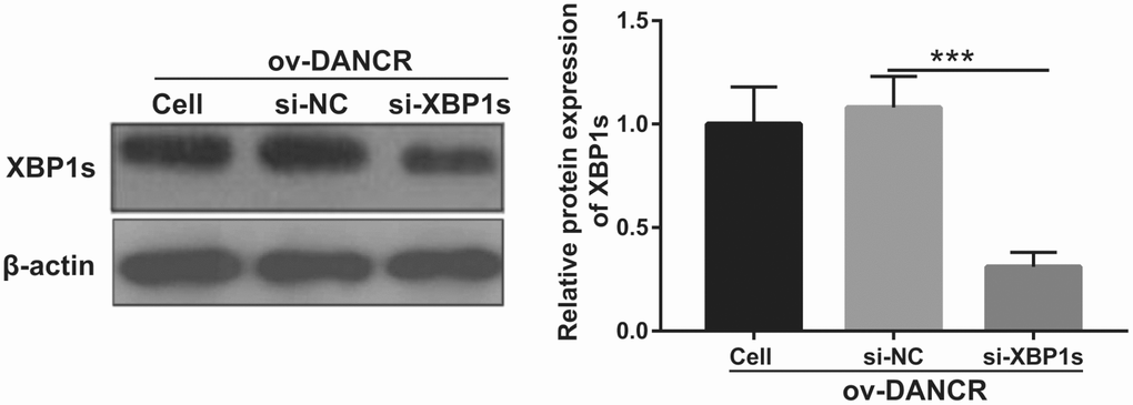 XBP1s expression was inhibited by transfection with si-XBP1. XBP1s expression was measured using western blot after co-transfection with DANCR-pcDNA3.1 and si-XBP1 at 48 h and then treated with OGD for 4 h. ***P