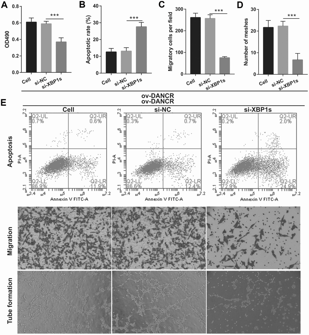 Silencing of XBP1s reversed the effect of DANCR on proliferation and angiogenesis of OGD-treated BMECs. (A) Proliferation was measured by MTS after co-transfection with DANCR-pcDNA3.1 and si-XBP1 at 48 h, followed by OGD treatment for 4 h. (B–D) The bar represents the apoptotic rate (B), migratory cells (C), and number of meshes (D). (E) A representative image of apoptosis, migration (scale bar: 200×), and angiogenesis (scale bar: 200×), measured by flow cytometry, transwell, and tube formation assay, respectively, after co-transfection with DANCR-pcDNA3.1 and si-XBP1 at 48 h, followed by OGD treatment for 4 h. ***P