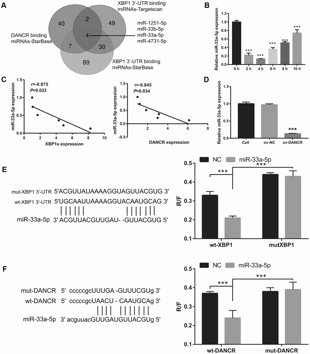 miR-33a-5p directly bound to DNACR and XBP1. (A) miRNAs bound to DNACR and XBP1 were analyzed using StarBase V2.0 and Targetscan V7.2. (B) miR-33a-5p expression was measured using qRT-PCR after OGD treatment for 0, 2, 4, 6, 8, and 10 h. (C) The relationship between miR-33a-5p expression and DANCR or XBP1s expression was analyzed using Pearson’s analysis. (D) miR-33a-5p expression was measured using qRT-PCR after transfection with DANCR-pcDNA3.1 at 48 h, followed by OGD treatment for 4 h. (E) Predicted binding sites between XBP1 and miR-33a-5p; luciferase reporter assay was conducted to detect luciferase activity after co-transfection of BMECs with WT-XBP1 or MUT-XBP1 and NC, miR-33a-5p mimics. (***PF) Predicted binding sites between DANCR and miR-33a-5p; luciferase reporter assay was conducted to detect luciferase activity after co-transfection of BMECs with WT-DANCR or MUT-DANCR and NC, miR-33a-5p mimics. (***P