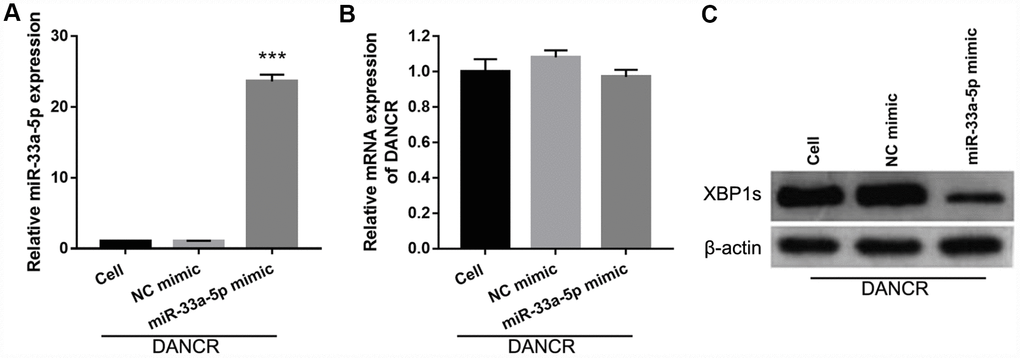 miR-33a-5p mimic transfection promoted miR-33a-5p expression, inhibited XBP1s expression, and had no effect on DANCR expression in OGD-treated DANCR-overexpressing BMECs. (A–C) miR-33a-5p expression (A) and DANCR expression (B) were measured using qRT-PCR, and XBP1s expression (C) was measured using western blot after co-transfection with DANCR-pcDNA3.1 and miR-33a-5p mimic at 48 h, followed by OGD treatment for 4 h.