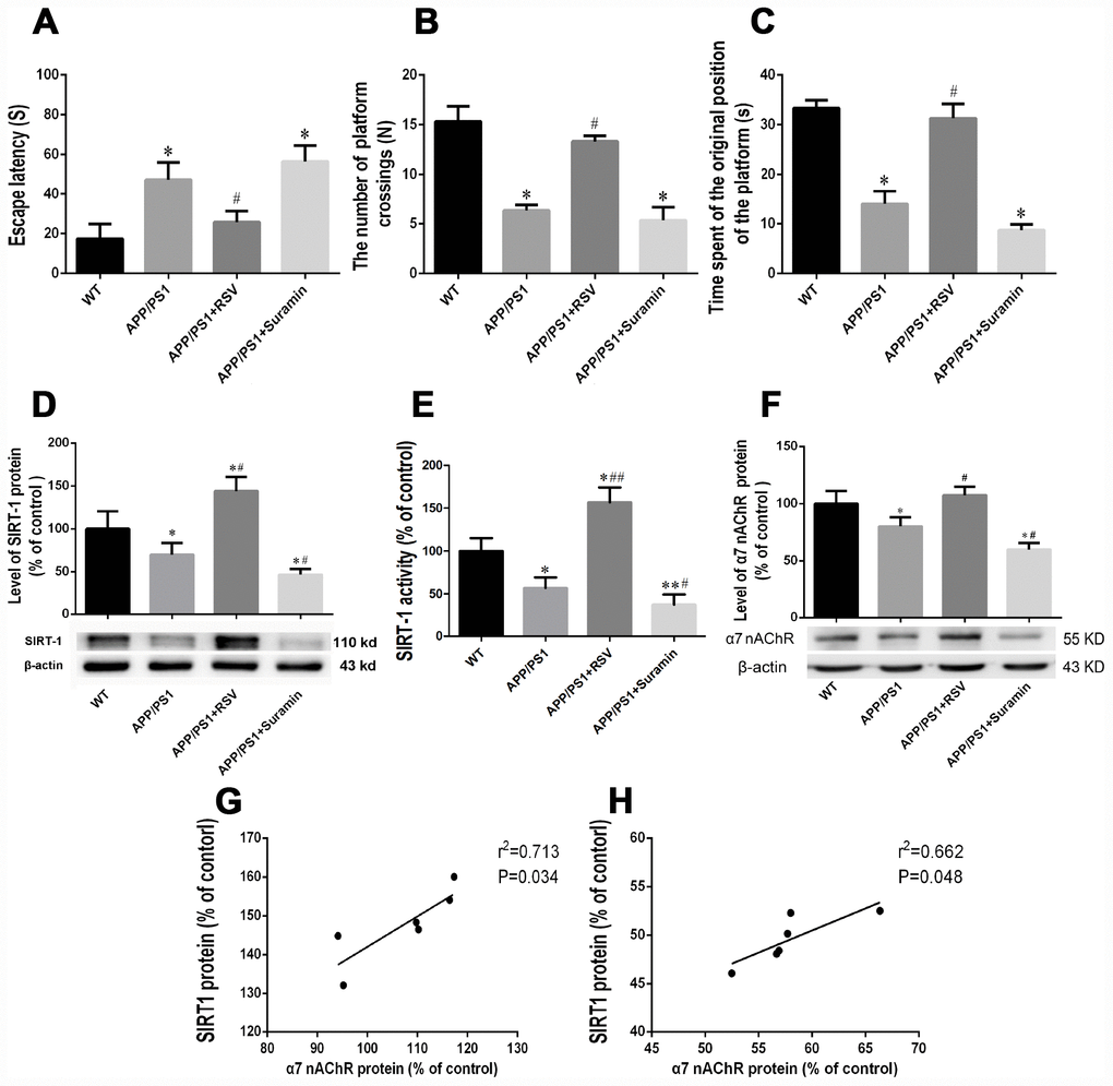 Effects of an activator and inhibitor of SIRT1 on learning and memory, expression and activity of SIRT1, and the expression of α7 nAChR in mice carrying the APP/PS1 double mutation. The wild-type (WT) animals received physiological saline (PS) and APP/PS1 mice RSV (20 mg/kg) or suramin (20 mg/kg) by gavage once daily for two months. (A) Escape latency. (B) The numbers of platform crossings (N). (C) Time spent at the original position of platform. (D) Relative expression of SIRT1 protein in brain tissue, as determined by Western blotting. (E) SIRT1 activity in the brain tissue. (G) Correlation between the levels of SIRT1 and α7 nAChR in mice carrying the APP/PS1 double mutation and treated with RSV. (H) Correlation between the levels of SIRT1 and α7 nAChR in mice carrying the APP/PS1 double mutation and treated with suramin. The values presented are means ± SD. *P#PD and F.