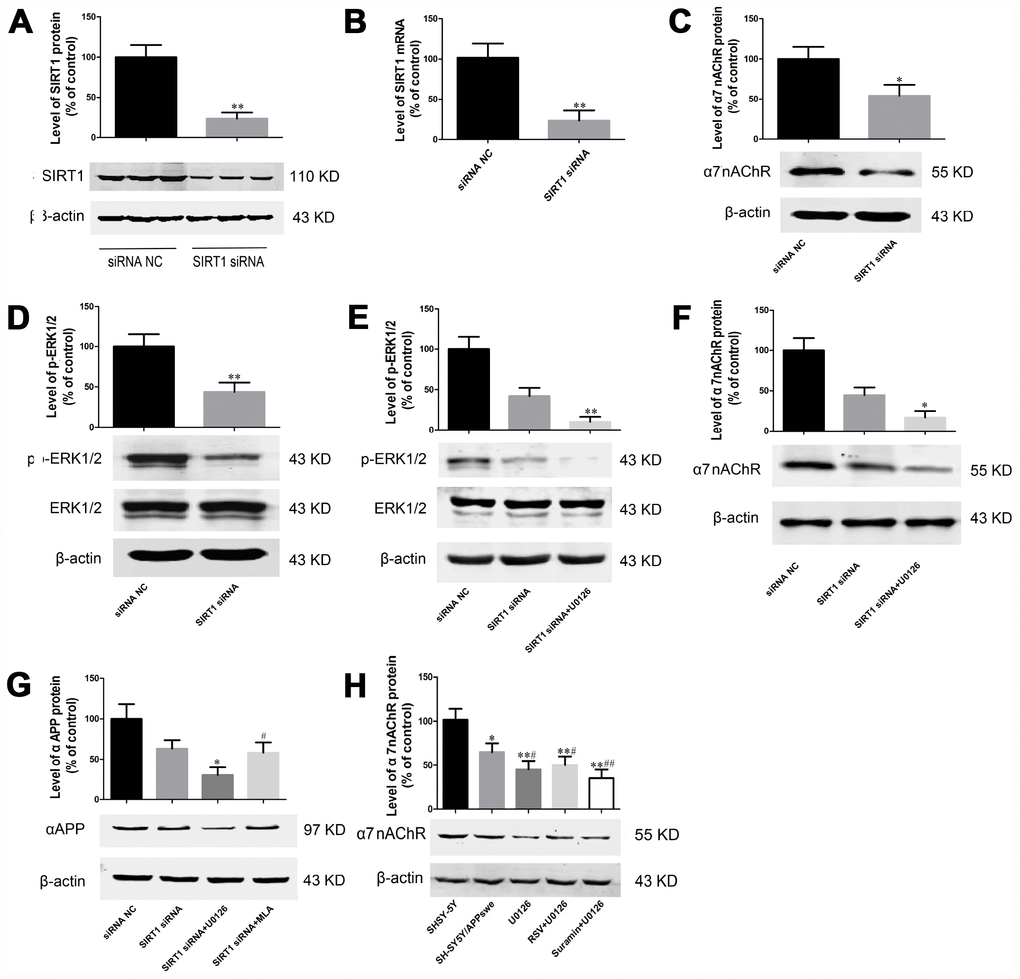 SIRT1 regulates expression of α7 nAChR and αAPP by SH-SY5Y/APPswe cells through the MAPK pathway. Transfection with SIRT1 siRNA reduced the level of both SIRT1 protein (A) and mRNA (B), as determined by western blotting and qRT-PCR, respectively. (C) Knock-down of SIRT1 reduced the level of α7 nAChR protein. (D) Knock-down of SIRT1 reduced the level of p-ERK1/2 protein. After 24 h of transfection, the cells were treated with 10 μM U0126 for 2 hr and the levels of p-ERK1/2 (E), and α7 nAChR (F) then determined by Western blotting. (G) After 24 h of transfection, the cells were treated with 10μM U0126 or MLA for 2 hr, and the level of the αAPP then determined by Western blotting. (H) SH-SY5Y/APPswe cells were treated with 50 μM RSV+ 10 μM U1026 or 300 μg/ml suramin+10 μM U1026, and the level of α7 nAChR expression then determined by Western blotting. The values presented are means ± SD. *PP#PA and C–H.