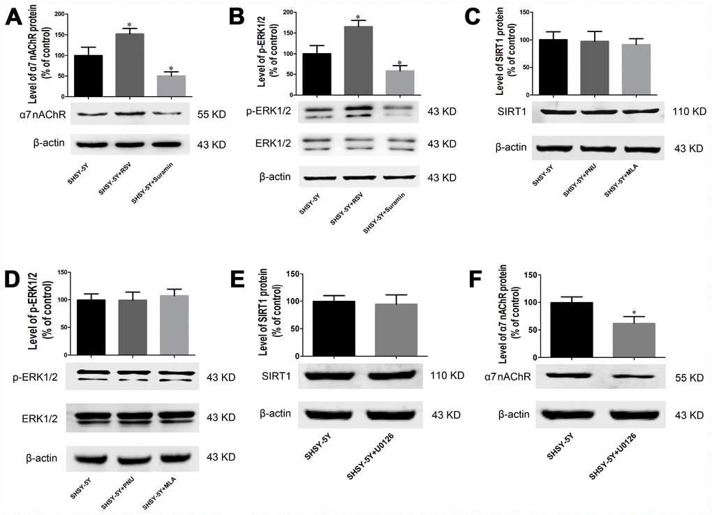 SIRT1 regulates expression of α7 nAChR and p-ERK1/2 in SH-SY5Y cells through the MAPK pathway. (A) Effects of RSV and suramin on the level of α7 nAChR protein, as determined by Western blotting. (B) Effects of RSV and suramin on the level of ERK1/2, as determined by Western blotting. (C) Lack of effect of PNU or MLA on the level of SIRT1 protein. (D) Lack of effect of PNU or MLA on the level of ERK1/2 protein. (E) Lack of effect of U0126 on the level of SIRT1 protein. (F) Effect of U0126 on the level of α7 nAChR protein. The values presented are means ± SD. *PP#P