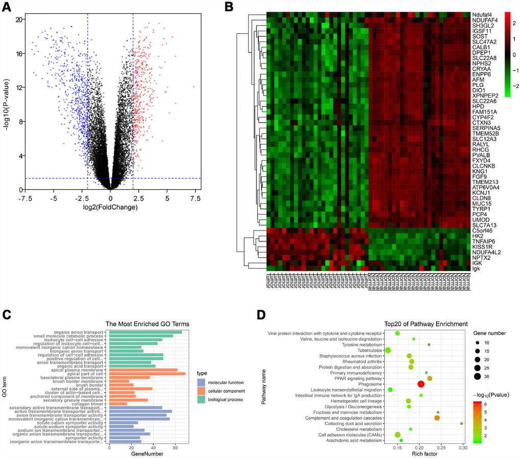 Identification of DEGs and functional annotation. (A) The DEGs were exhibited as a volcano plot. Red dot: up-regulated genes; Blue dot: down-regulated genes; Black dot: unchanged genes. (B) Heatmap of the top 50 genes. (C) GO enrichment analysis of DEGs. Green columns: biological process group; Orange columns: cellular component group; Blue columns: molecular function group. (D) KEGG pathway enrichment analysis of DEGs. Top 20 enriched pathways were exhibited. DEGs: differentially expressed genes; GO: Gene Ontology; KEGG: Kyoto Encyclopedia of Genes and Genomes.