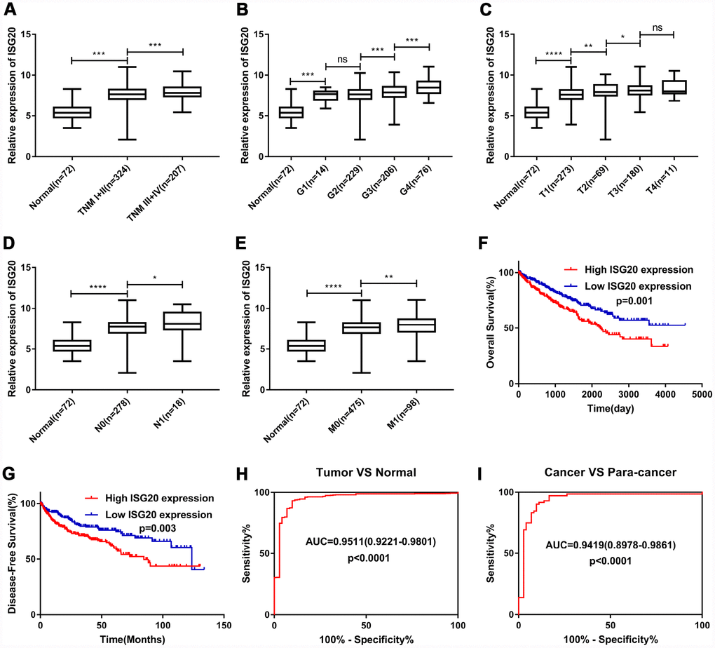 ISG20 expression level was associated with various clinicopathological parameters in ccRCC. The expression of ISG20 was positively correlated to TNM stage (A) Grade (B) T stage (C) N stage (D) and M stage (E). High expression of ISG20 predicted poor OS (F) and DFS (G) in ccRCC. (H, I) The expression of ISG20 could effectively differentiate ccRCC from normal renal tissues. ccRCC: clear cell renal cell carcinoma; TNM: Tumor Node Metastasis; OS: overall survival; DFS: disease-free survival. Data are represented as mean ± SD. ****, P 