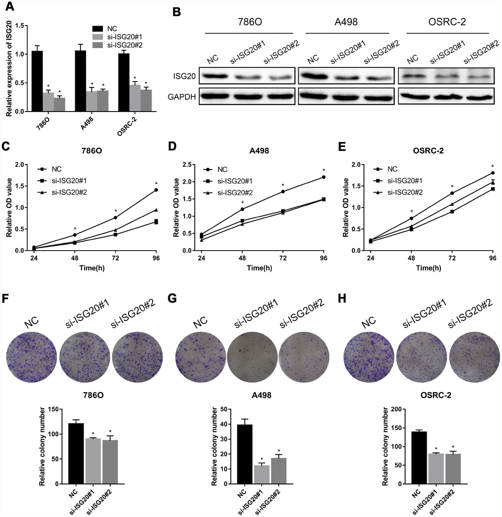 ISG20 promoted ccRCC cell proliferation in vitro. (A-B) The si-ISG20 could effectively inhibit the expression of ISG20. (C–E) CCK-8 assays were used to detect the effect of ISG20 knockdown on the proliferation of ccRCC cell lines (786O, A498, and OSRC-2). (F–H) Clone formation assays were used to detect the effect of the ISG20 knockdown on the clone formation ability. ccRCC: clear cell renal cell carcinoma; CCK-8: cell counting kit - 8. Data are represented as mean ± SD. ***, P 