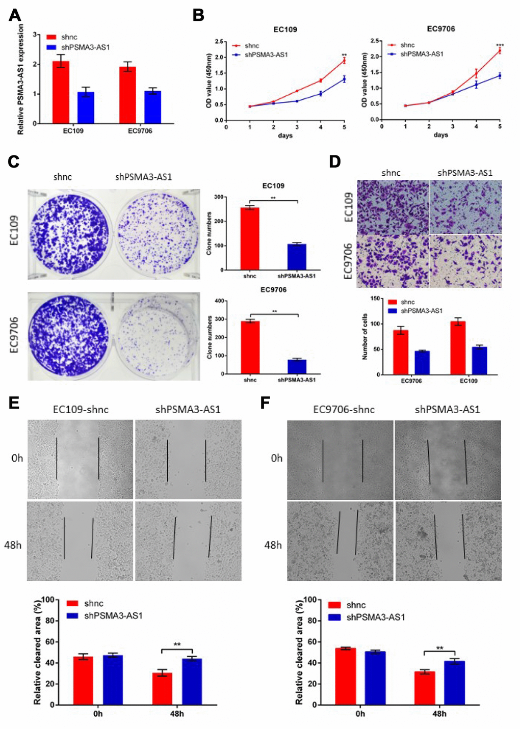 Decreased PSMA3-AS1 expression inhibits ESCC cell proliferation, migration, and invasion in vitro. (A) PSMA3-AS1 expression in ESCC EC9706 and EC109 cells was modified by shRNA transfection. (B) and (C) Cancer cell proliferation was measured using CCK-8 (B) and clone formation assays (C). (D) Cancer cell invasion was measured using transwell assay. (E) Cancer cell migration was measured by using wound healing assay. The data are represented as the mean ± SD, n=3. *p 