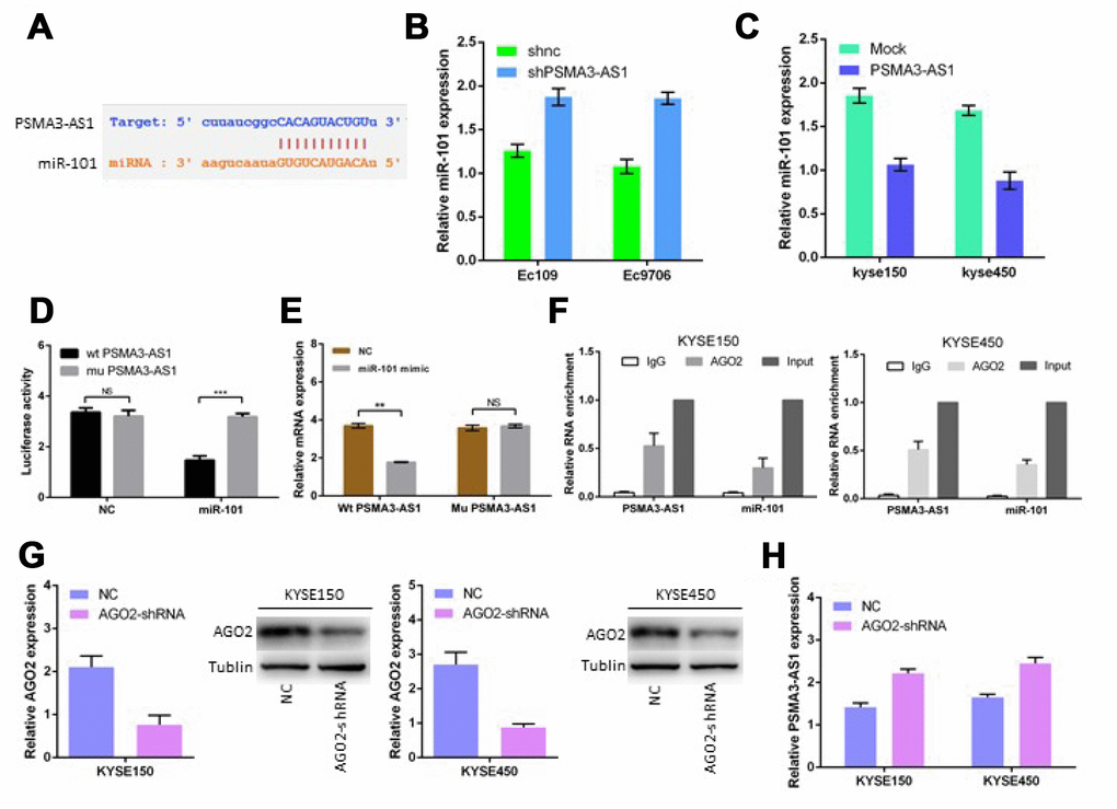 PSMA3-AS1 functions as a ceRNA for miR-101 in ESCC cells. (A) Target sequences in PSMA3-AS1 predicted to bind to miR-101. (B) and (C) miR-101 expression after forced/decreased PSMA3-AS1 expression was detected in ESCC cells by RT-qPCR. (D) Wild-type or mutated PSMA3-AS1 was transfected into HEK-293T cells with miR-101 or a negative control. Luciferase activity was detected 48 h after transfection. (E) RT-qPCR showed PSMA3-AS1 levels in the streptavidin-captured fractions from KYSE-150 cell lysate after transfection with biotinylated miR-101 or negative control (NC). (F) RIP experiments were performed using an antibody against AGO2 in extracts from KYSE-150 cells. (G) AGO2 expression in ESCC KYSE150 and KYSE450 cells was modified by shRNA or cDNA transfection. (H) TPSMA3-AS1 expression after decreased AGO2 expression was detected in ESCC cells by RT-qPCR. The data are represented as the mean ± SD, n = 3. *p 
