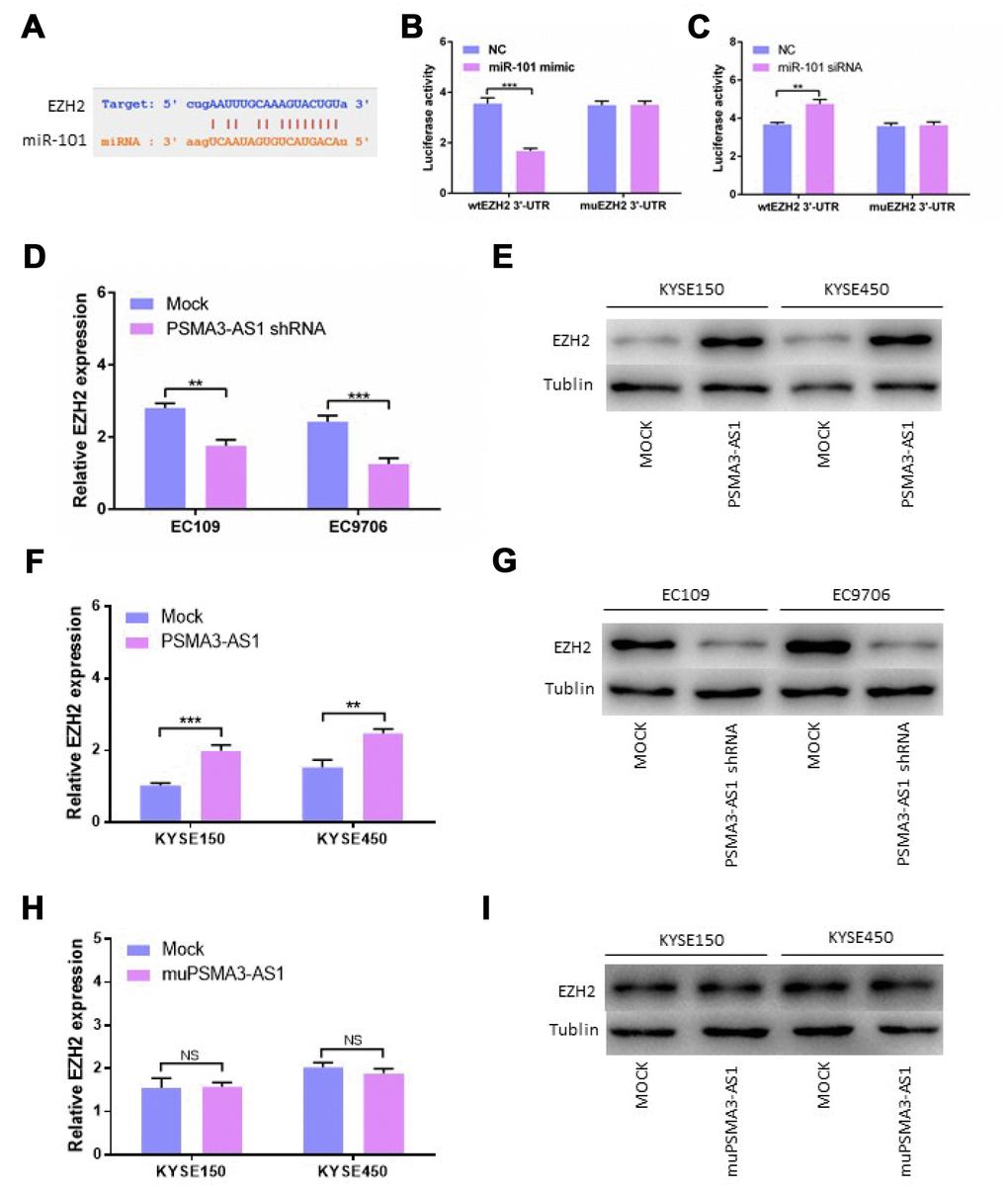 PSMA3-AS1 restores EZH2 expression by binding to miR-101. (A) Target sequences in the EZH2 3′-UTR predicted to bind to miR-101. (B) Wild-type or mutated 3′-UTRwas transfected into HEK-293T cells with miR-101 or a negative control. Luciferase activity was detected 48 h after transfection. (C) Wild-type or mutated 3′-UTRwas transfected into HEK-293T cells with miR-101 siRNA or a negative control. Luciferase activity was detected 48 h after transfection. (D) and (E) EZH2 expression was detected after PSMA3-AS1 expression upregulation in ESCC cells by RT-qPCR and western blotting. (F) and (G) EZH2 expression was detected after PSMA3-AS1 expression donwnregulation in ESCC cells by RT-qPCR and western blotting. (H) and (I) EZH2 expressions was detected after mutant PSMA3-AS1 expression upregulation in ESCC cells by RT-qPCR and western blotting. The data are represented as the mean ± SD, n = 3. *p 