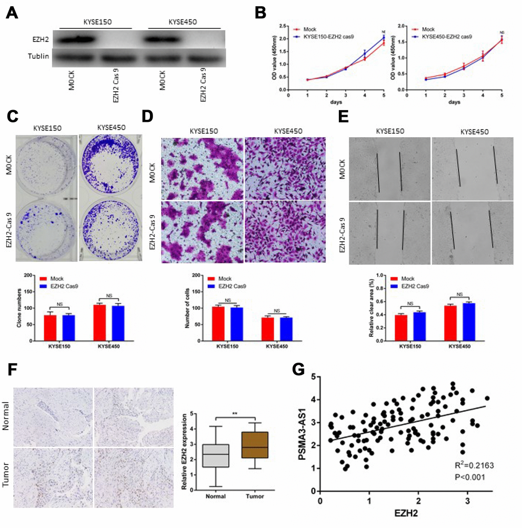 PSMA3-AS1-induced esophageal cancer cells progression in an EZH2 dependent manner. (A) EZH2 expression in ESCC KYSE150 and KYSE450 cells was modified by CRISPR/Cas9 gene editing. (B) and (C) Cancer cell proliferation was measured using CCK-8 (B) and clone formation assays (C). (D) Cancer cell invasion was measured by transwell assay. (E) Cancer cell migration was measured by wound healing assay. (F) Representative ESCC cases in the tissue microarray were analyzed by immunohistochemical staining for EZH2. (G). A positive correlation between PSMA3-AS1 and the number of EZH2-positive cells was observed in ESCC tissues (R2 = 0.2163; P 