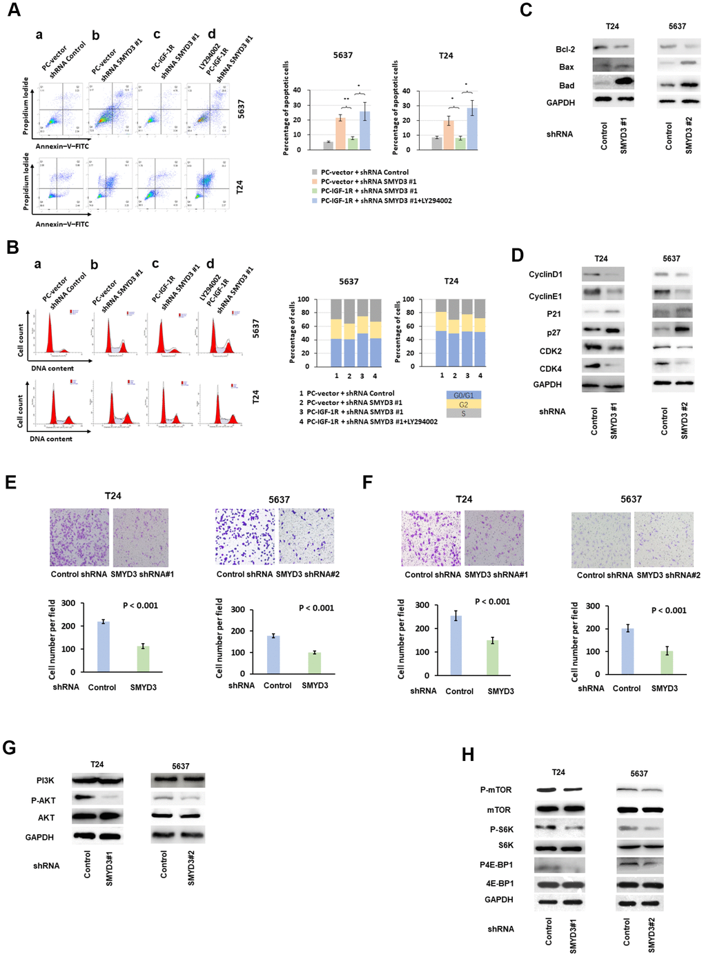 SMYD3 promotes tumorigenic phenotypes and activates AKT/mTOR signaling pathway in BC cells. (A) Left: representative images of PI/Annexin V staining of T24 and 5637 cells transfected with indicated vectors or treated with PI3K/AKT inhibitor LY294002(20μmol/L). Four independent experiments were performed for each cell line. Right: quantification of cells in apoptosis. Bar: SD, **: Pt test. (B) Representative examples of propidium iodide staining of T24 and 5637 cells as indicated above. Four independent experiments were performed for each cell line. The percentage of cells in each transfected population in each cycle phase was calculated (right panels). (C) Western blot analysis of Bcl-2, Bax and Bad protein expression in T24 and 5637 cells transfected with SMYD3-shRNA or con-shRNA. (D) Western blot analysis of cyclin D1, cyclin E1, p21, p27 CDK2 and CDK4 protein expression in T24 and 5637 cells transfected with SMYD3-shRNA or control shRNA. GAPDH served as a loading control. (E) Transwell migration assays of T24 and 5637 cell lines. Upper: representative images of Transwell migration assays of BC cells 48 h after incubation. Lower: The cells that migrated to the lower compartment were counted in by light microscopy at X 40 magnification. Tweleve representative fields were analyzed for each well after 48 h of incubation (n=4). Bar: SD, t test. (F) Upper: Representative images of Transwell invasion assays of BC cells 48 h after incubation. Lower: Transwell invasion assays of T24 and 5637 cell lines. The cells were counted in 12 representative fields for each well after 48 h of incubation (n=4). Bar: SD, t test. (G) Western blot analysis of PI3K, phosphorylated-AKT (P-AKT) and AKT protein expression in T24 and 5637 cells transfected with SMYD3 shRNA or control shRNA. Three independent experiments were performed. (H) Western blot analysis of p-mTOR, mTOR, p70, S6K, p4E-BP1 and 4E-BP1 protein expression in T24 and 5637 cells transfected with SMYD3 shRNA or control shRNA. GAPDH served as a loading control. p-S6K, phosphorylated S6K; p4E-BP1, phosphorylated 4E-BP1. Three independent experiments were performed.