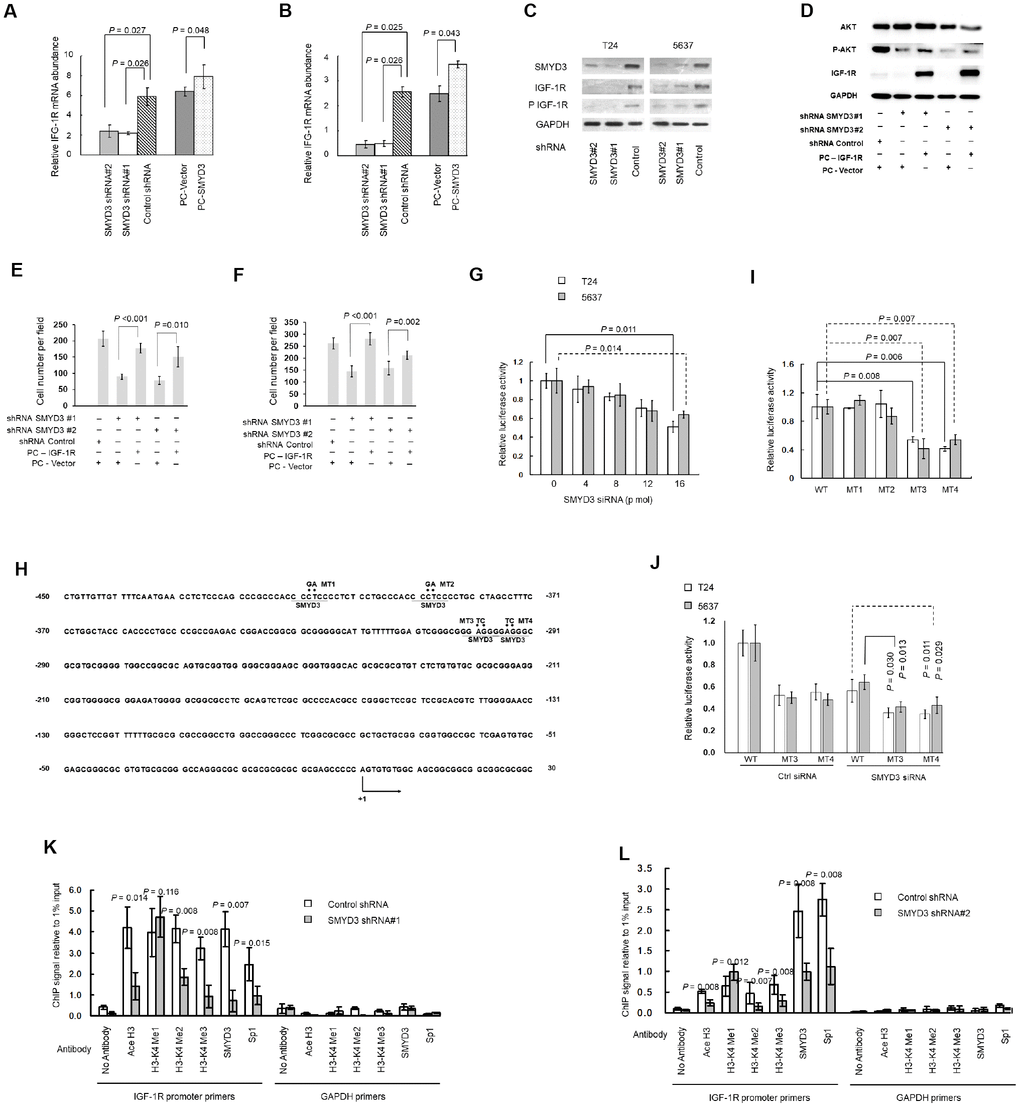 SMYD3 induces IGF-1R transcription through promoter chromatin remodeling. (A, B) RT-PCR of IGF-1R transcription in T24 (A) and 5637 (B) cells transfected with SMYD3 shRNA/ control shRNA or PC-vector/PC-SMYD3. The data were normalized to the mRNA abundance of β-actin. Error bars correspond to standard deviations. Wilcoxon signed-rank tests for the paired samples were used to calculate the two-sided P values based on six independent experiments. (C) Western blot analysis of SMYD3, IGF-1R, and phosphorylated IGF-1R (P-IGF-1R) expression in BC cells, the same transfections and blot (GAPDH and SMYD3) as Figure 2C. (n=3). (D) Western blot analysis of AKT, P-AKT and IGF-1R protein expression in T24 cells 48 h post transfected with indicated vectors. (E) Transwell migration assays of T24 cells 48 h post transfected with indicated vectors, performed as Figure 3E. (F) Transwell invasion assays of T24 cells 48 h post transfected with indicated vectors, performed as Figure 3F. (G) Increasing doses of SMYD3 siRNA were co-transfected with wild-type (WT) pGL3-IGF-1R-LUC plasmid and pRL-TK into T24 or 5637 cells. A luciferase activity assay was performed 48 h after transfection. Six independent transfections were performed. Error bars correspond to standard deviations. A Wilcoxon signed-rank test for the paired samples was used to calculate the two-sided P value. (H) Sequence of the IGF-1R core promoter region. Four potential SMYD3 binding sites are underlined. The sequence that was mutated in the transcriptional activity analysis of cis-acting elements (MT1–MT4) is indicated by dots, and substitutions are given above. The first nucleotide upstream of the transcription start site is indicated by +1; the arrow indicates the first nucleotide of the first exon. (I) WT or SMYD3 motif mutant (MT1–MT4) IGF-1R promoter activity in T24 and 5637 cells. Six independent transfections were performed. Error bars correspond to standard deviations. Wilcoxon signed-rank tests were used to calculate the two-sided P values. (J) SMYD3 siRNA was co-transfected with WT or mutant reporter plasmid (MT3 or MT4) into BC cells. Luciferase activity assay was performed 48 hours after transfection. Three independent experiments were performed in duplicate. Error bars: Standard deviations. Wilcoxon signed-rank tests were used to calculate the two-sided P values. (K, L) Quantitative ChIP assay for H3-K4 tri/di/monomethylation, H3 acetylation, and Sp1 and SMYD3 occupancy at the IGF-1Rpromoter in T24 (K) and 5637 (L) cells expressing SMYD3 shRNA or control shRNA. Omission of antibodies (No Antibody) was included throughout the entire experimental procedure, in addition to PCR amplification of the unrelated GAPDH gene, as an appropriate control. The data shown are from three independent experiments in triplicate. Mean values of ChIP signals are normalized to 1% input. Input control was from non-immunoprecipitated total chromatin DNA. Error bars correspond to standard deviations. Wilcoxon signed-rank tests were performed to calculate the two-sided P values. Ace H3, acetylated Histone 3; H3-K4 Me1, monomethylated H3-K4; H3-K4 Me2, dimethylated H3-K4; H3-K4 Me3, trimethylated H3-K4.