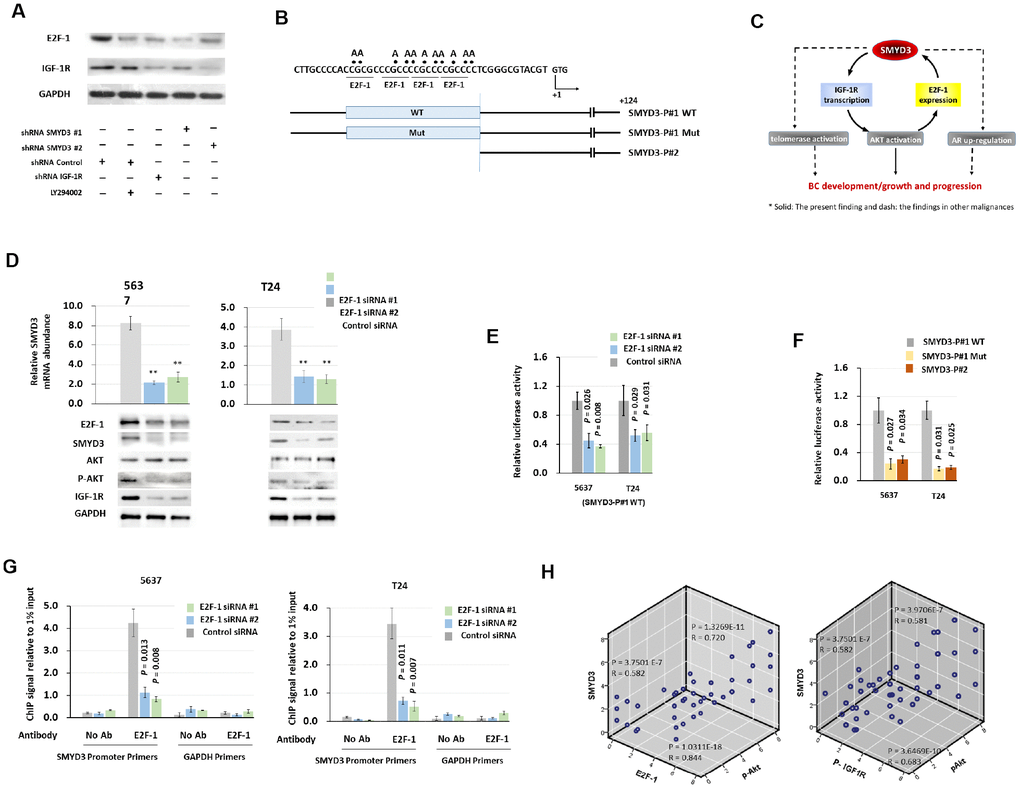 SMYD3 forms a positive feedback loop with IGF-1R/AKT/E2F-1 axis. (A) Western blot analysis of E2F-1 and IGF-1R protein expression in T24 cells 48 h post transfected with indicated vectors and treated with LY294002 (20μmol/L). (B) Schematic presentation of putative E2F-1–binding domains in the 5' flanking region of SMYD3. Reporter vector contained either wild type (SMYD3-P#1 WT) or mutant (SMYD3-P#1mt) E2F-1–binding sequences. +1: transcription start site. (C) A model of a positive feedback loop, involving SMYD3, IGF-1R and E2F-1, that sustains AKT activation, promotes BC development and progression. (D) qPCR and Western blot analysis of SMYD3 expression in 5637 and T24 cells transfected with E2F-1 siRNAs or control siRNA. Bars: SD. Wilcoxon signed-rank tests for the paired samples were used to calculate the two-sided P values based on six independent transfections. ** P E) E2F-1 siRNA were co-transfected with WT SMYD3-P#1 into 5637 and T24 cells. Luciferase activity assay was performed 48 hours after transfection. Six independent transfections were performed. Bar: SD. A Wilcoxon signed-rank test for the paired samples was used to calculate the two-sided P value. (F) WT, E2F-1 motif mutant, or truncated SMYD3 promoter activity in 5637 or T24 cells. Three independent experiments were performed in triplicates. Bar: SD. A Wilcoxon signed-rank test for the paired samples was used to calculate the two-sided P value. (G) Quantitative chromatin immunoprecipitation (ChIP) assay forE2F-1 occupancy at the SMYD3 promoter in 5637(left) or T24 (right) cells treated with the E2F-1 siRNA or control siRNA). Omission of antibodies (No Ab) was included in the whole experimental procedure, together with the PCR amplification of unrelated GAPDH gene, as appropriate controls. Data shown are from four independent transfections. Mean values of ChIP signals are normalized to 1% input. Input control was from non-immunoprecipitated total chromatin DNA. Bar: SD. Mann–Whitney U tests were used to calculate the two-sided P values. (H) The correlation among concurrent immunostaining scores of SMYD3, E2F-1, p-IGF-1R and p-AKT in BC tissues. The Spearman test was used in analyzing the correlation.