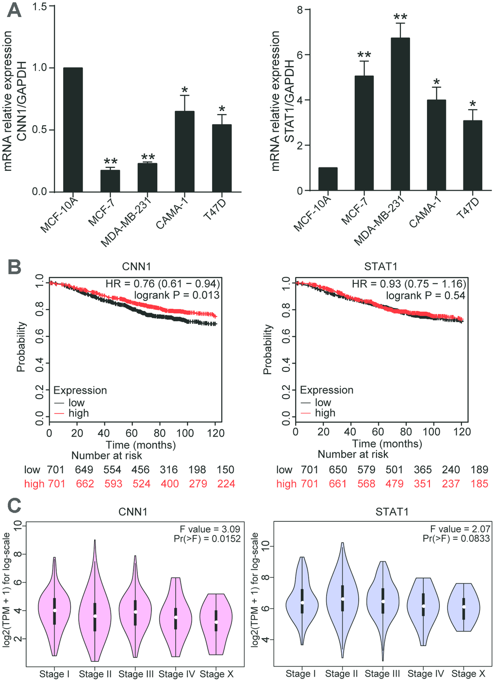 CNN1 played a key role in BRCA. (A) The mRNA expression of CNN1 was decreased in BRCA cells, while the mRNA expression of STAT1 was increased in BRCA cells. *PB) The effects of CNN1 and STAT1 on the prognosis of breast cancer. (C) The effects of CNNA and STAT1 on the stage of breast cancer.