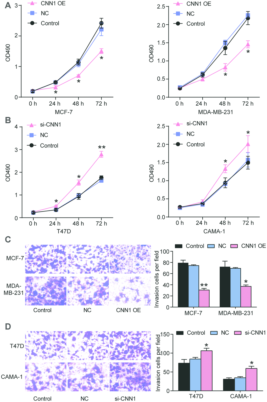 CNN1 inhibited cell proliferation and migration of breast cancer. (A) and (B) CNN1 overexpression inhibited cell proliferation in MCF-7 and MDA-MB-231 cells, while CNN1 knockdown promoted cell proliferation in T47D and CAMA-1 cells. CCK8 was performed to detect the ability of cell proliferation after the breast cancer cells (MCF-7, MDA-MB-231, T47D, and CAMA-1 cells) treated with negative control, CNN1 overexpression or CNN1 siRNA for 0 h, 24 h, 48 h, and 72 h. (C) and (D) CNN1 overexpression inhibited cell invasion in MCF-7 and MDA-MB-231 cells, while CNN1 knockdown promoted cell invasion in T47D and CAMA-1 cells. The cell invasion after CNN1 overexpression or CNN1 knockdown for 24 h was measured using transwell invasion assay. Control, the cells were cultured without any treatment. NC, the cells were treated with the negative control. CNN1 OE, the cells were treated with CNN1 overexpression. si-CNN1, the cells were transfected with CNN1 siRNA. *P