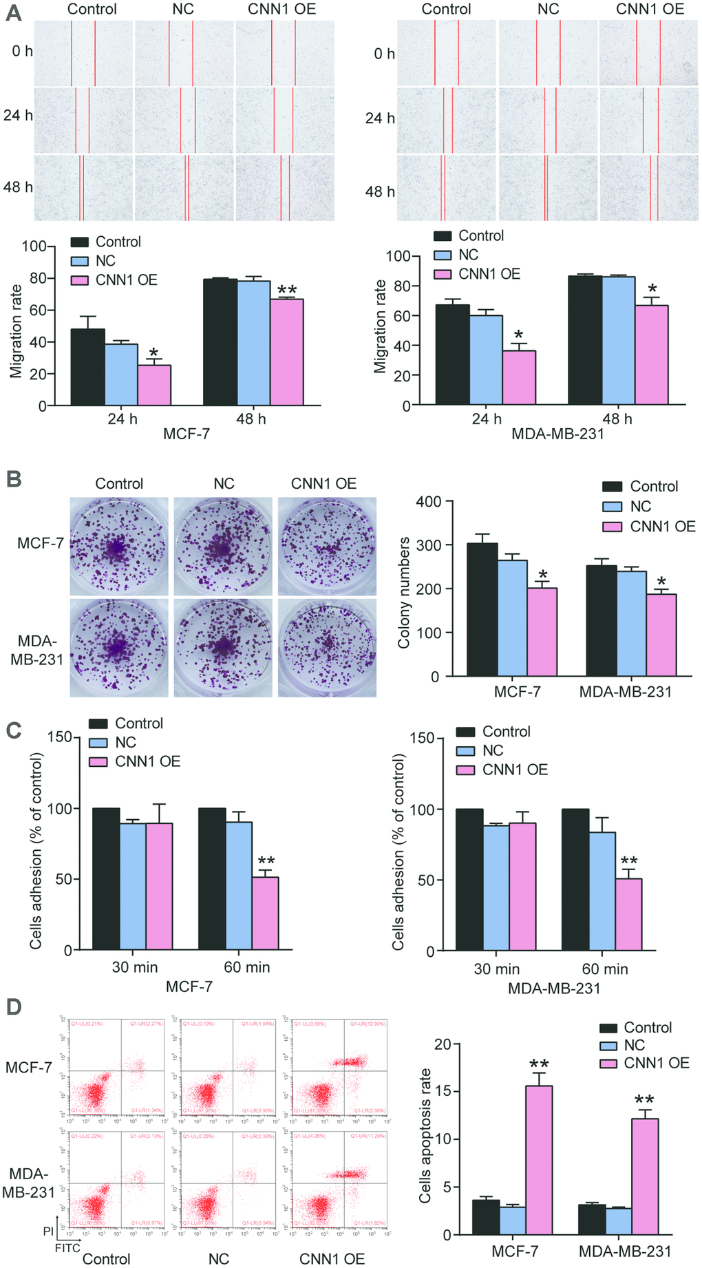 CNN1 overexpression suppressed cell migration, colony formation, and cell adhesion, while CNN1 overexpression enhanced the abilities of cell apoptosis. (A) The role of CNN1 overexpression in cell migration was confirmed using wound healing assay. The MCF-7 and MDA-MB-231 cells were treated with CNN1 overexpression for 0 h, 24 h, and 48 h. (B) The ability of colony formation was confirmed using colony formation assay. The MCF-7 and MDA-MB-231 cells were treated with negative control or CNN1 overexpression for 14 days. (C) The ability of cell adhesion after CNN1 overexpression for 30 min and 60 min was assessed using the cell adhesion assay. (D) The flow cytometry was performed to measure the cell apoptosis rate after CNN1 overexpression. Control, the cells were cultured without any treatment. NC, the cells were treated with the negative control. CNN1 OE, the cells were treated with CNN1 overexpression. *P