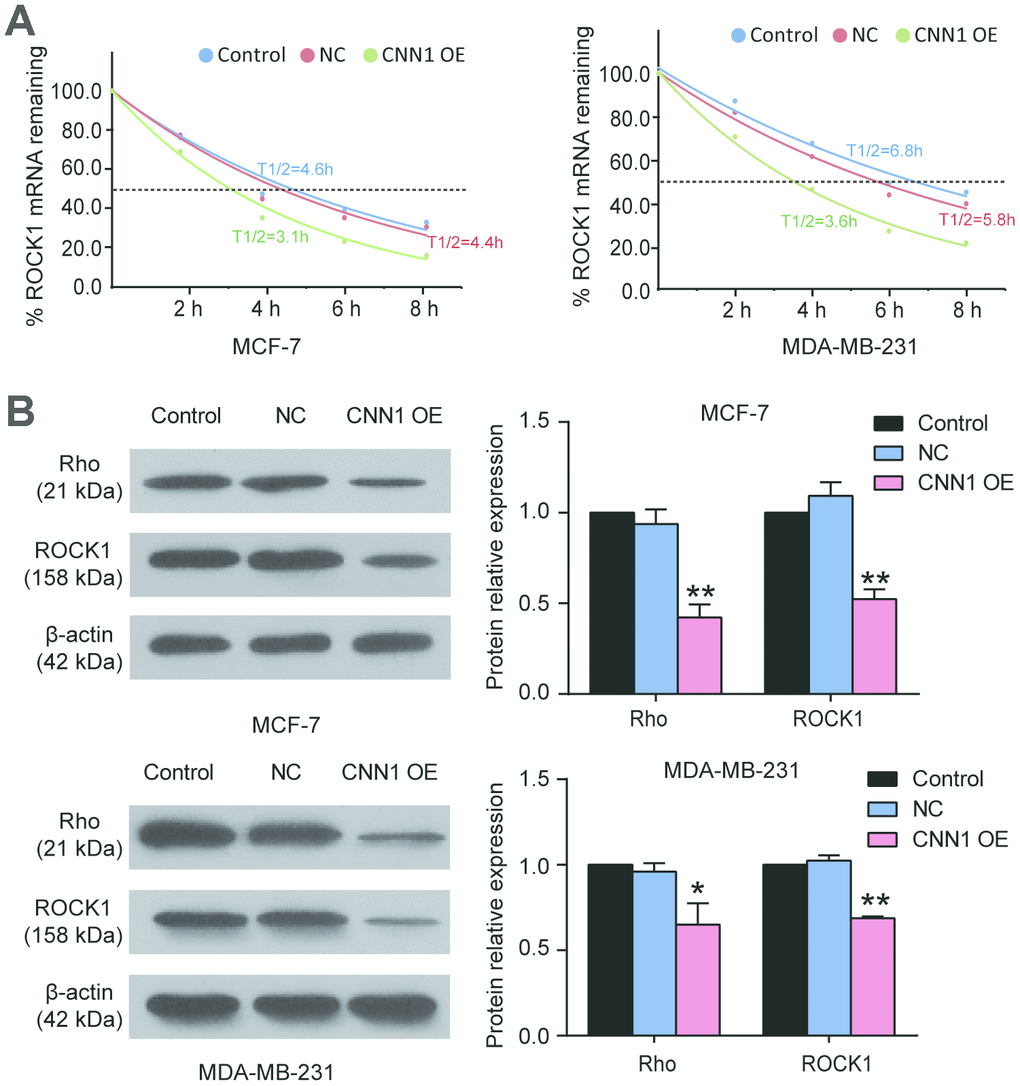 The Rho/ROCK1 pathway participated in CNN1-induced breast cancer. (A) The half-time of ROCK1 transcript after CNN1 overexpression was decreased using half-time assay. The MCF-7 and MDA-MB-231 cells after transfection with CNN1 overexpression were treated with Act D (8 μg/ml) for 0 h, 2 h, 4 h, 6 h, and 8 h. The ROCK1 mRNA remaining was detected by qRT-PCR. (B) The protein expressions of Rho and ROCK1 was decreased after CNN1 overexpression. The western blot assay was used to measure the protein expression after CNN1 overexpression for 24 h. Control, the cells were cultured without any treatment. NC, the cells were treated with the negative control. CNN1 OE, the cells were treated with CNN1 overexpression. *P
